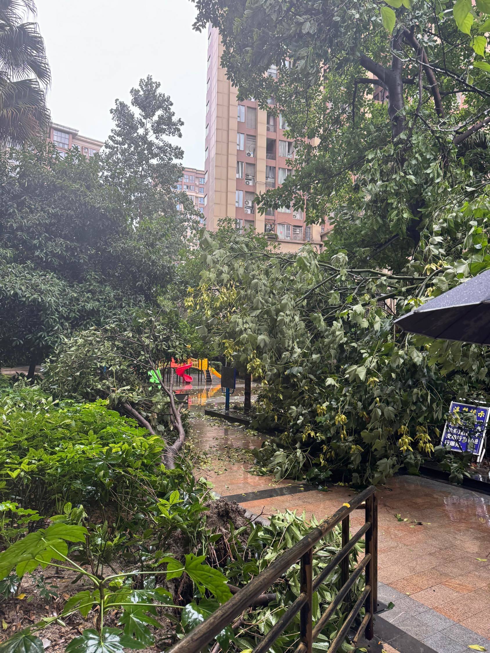 树也吹倒了 城市风光  树洞  小