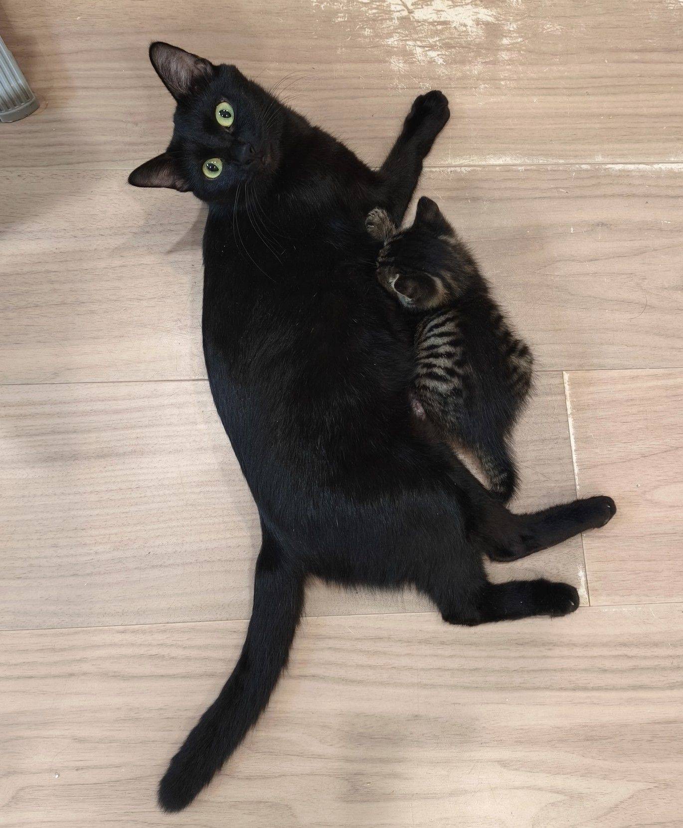 猫宝宝求领养。7月9日出生，妹妹。 宅