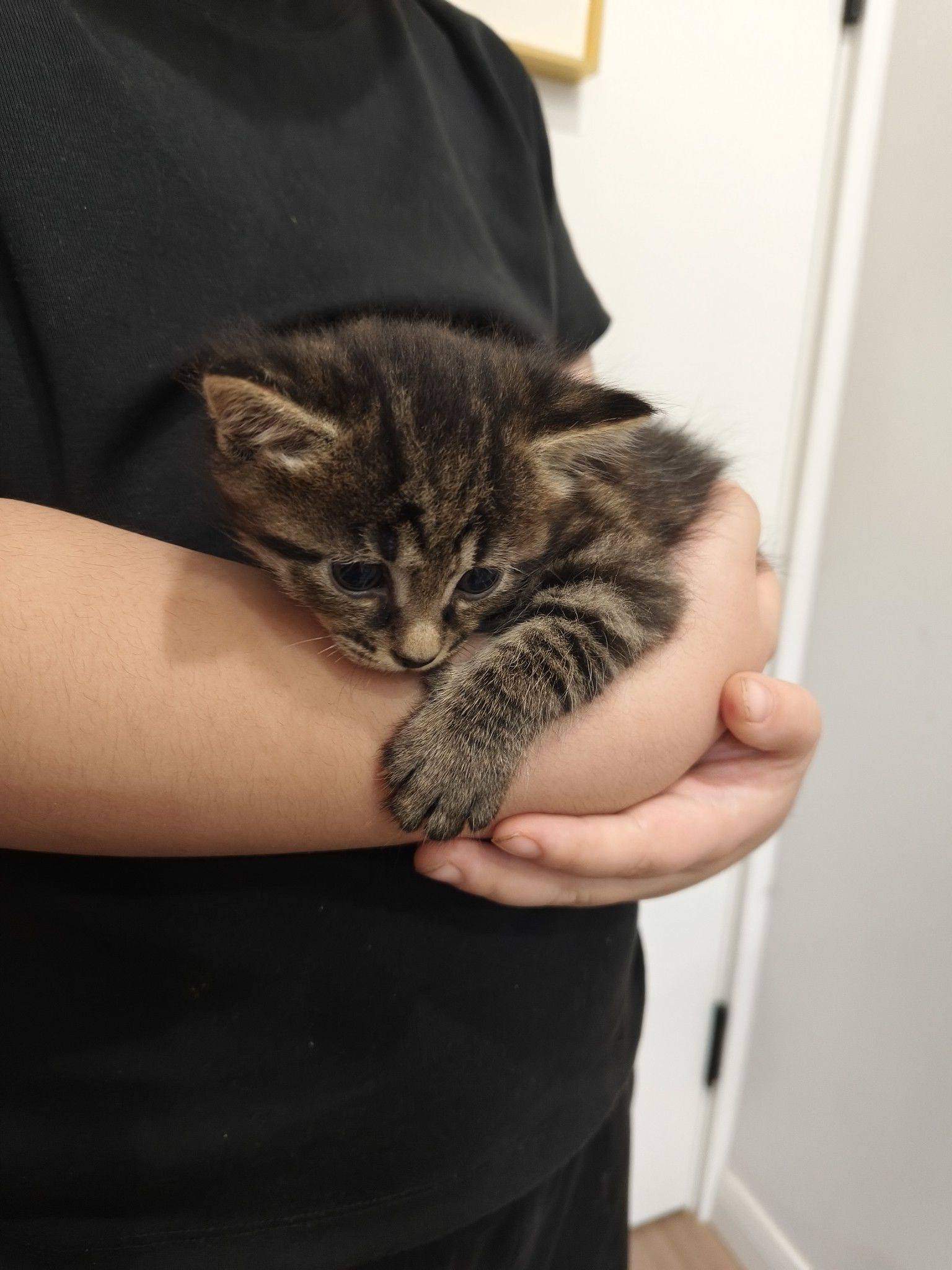 猫宝宝求领养。7月9日出生，妹妹。 宅_4