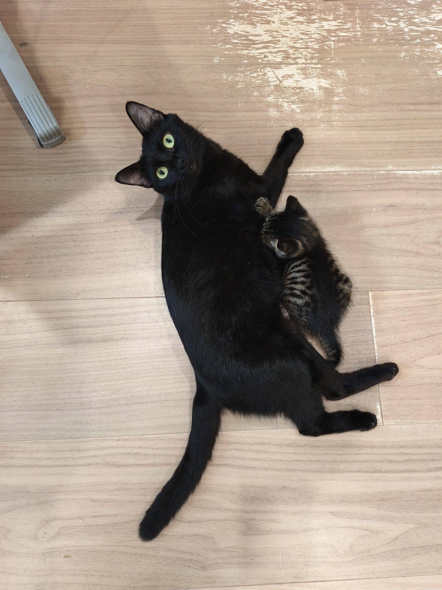 猫宝宝求领养。7月9日出生，妹妹。 宅_3
