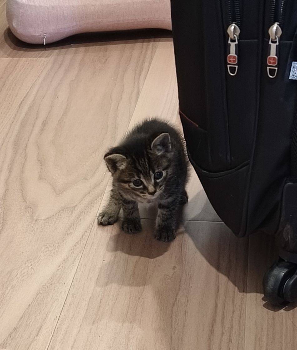 猫宝宝求领养。7月9日出生，妹妹。 宅_1