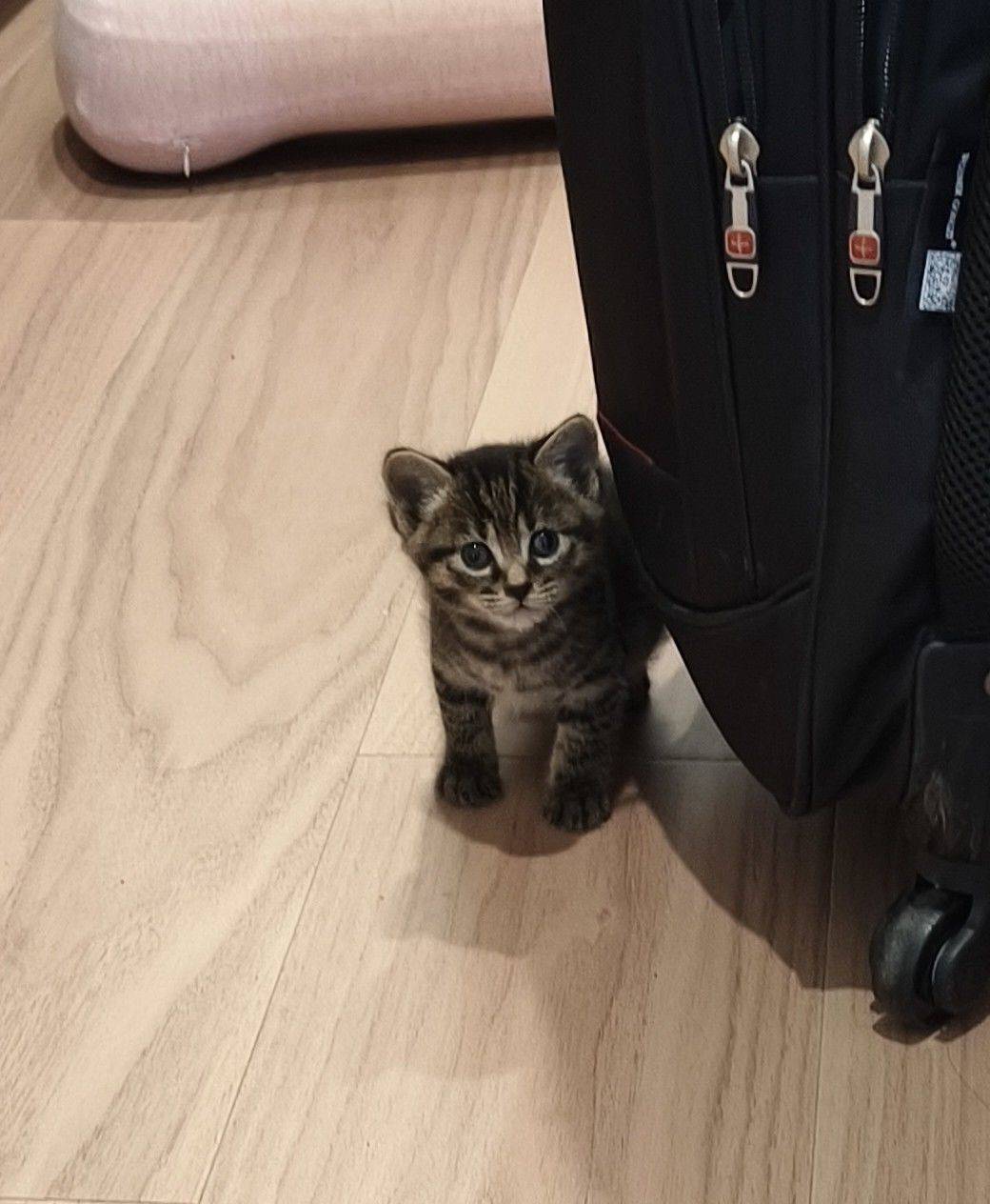 猫宝宝求领养。7月9日出生，妹妹。 宅_2