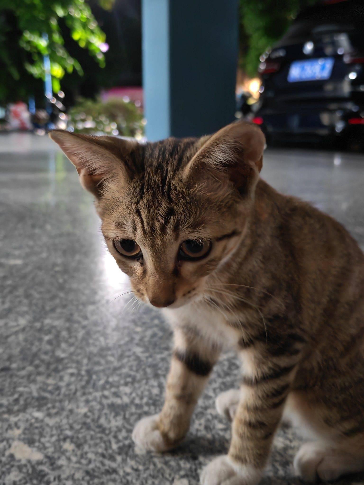 人，泥嚎，请问唯猫所寓catstyle是介样发吗