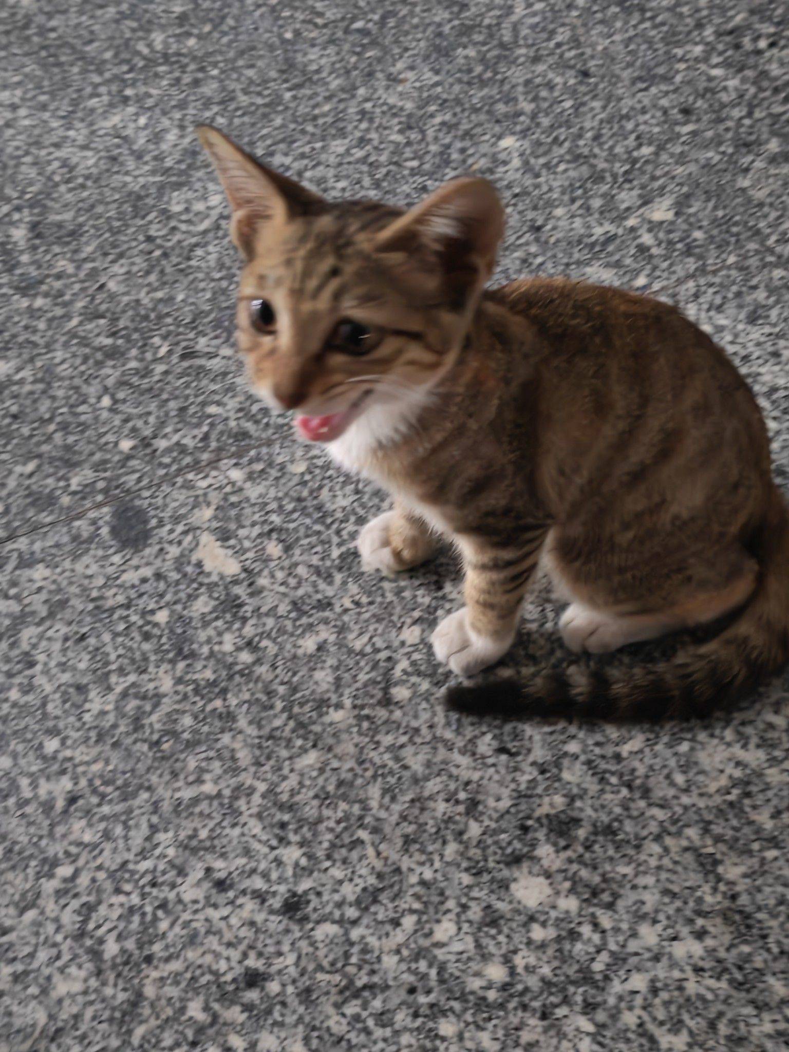 人，泥嚎，请问唯猫所寓catstyle是介样发吗_1