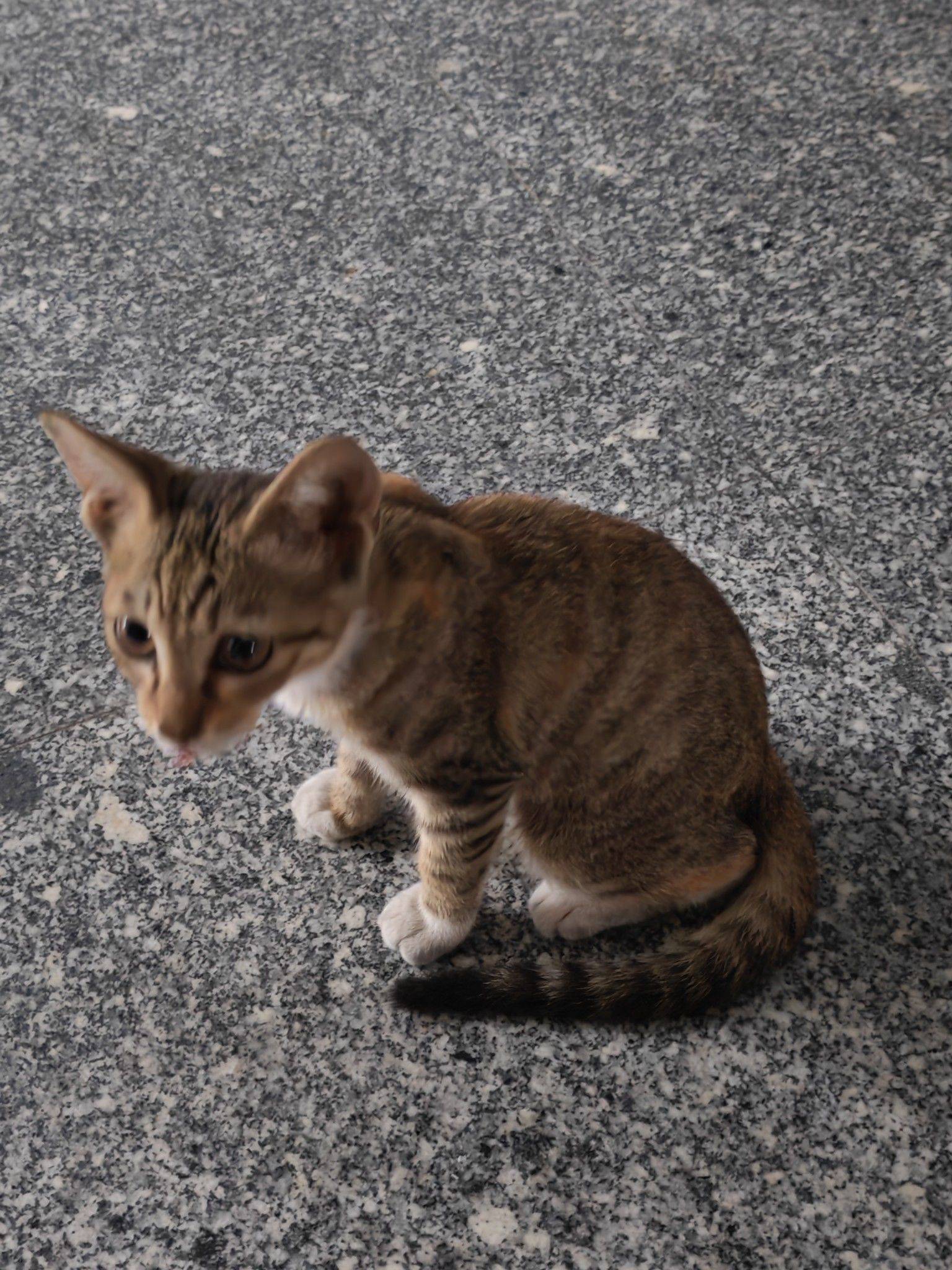 人，泥嚎，请问唯猫所寓catstyle是介样发吗_2