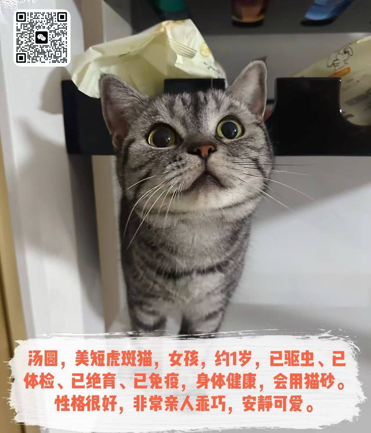 小美短找领养地点北京天通苑