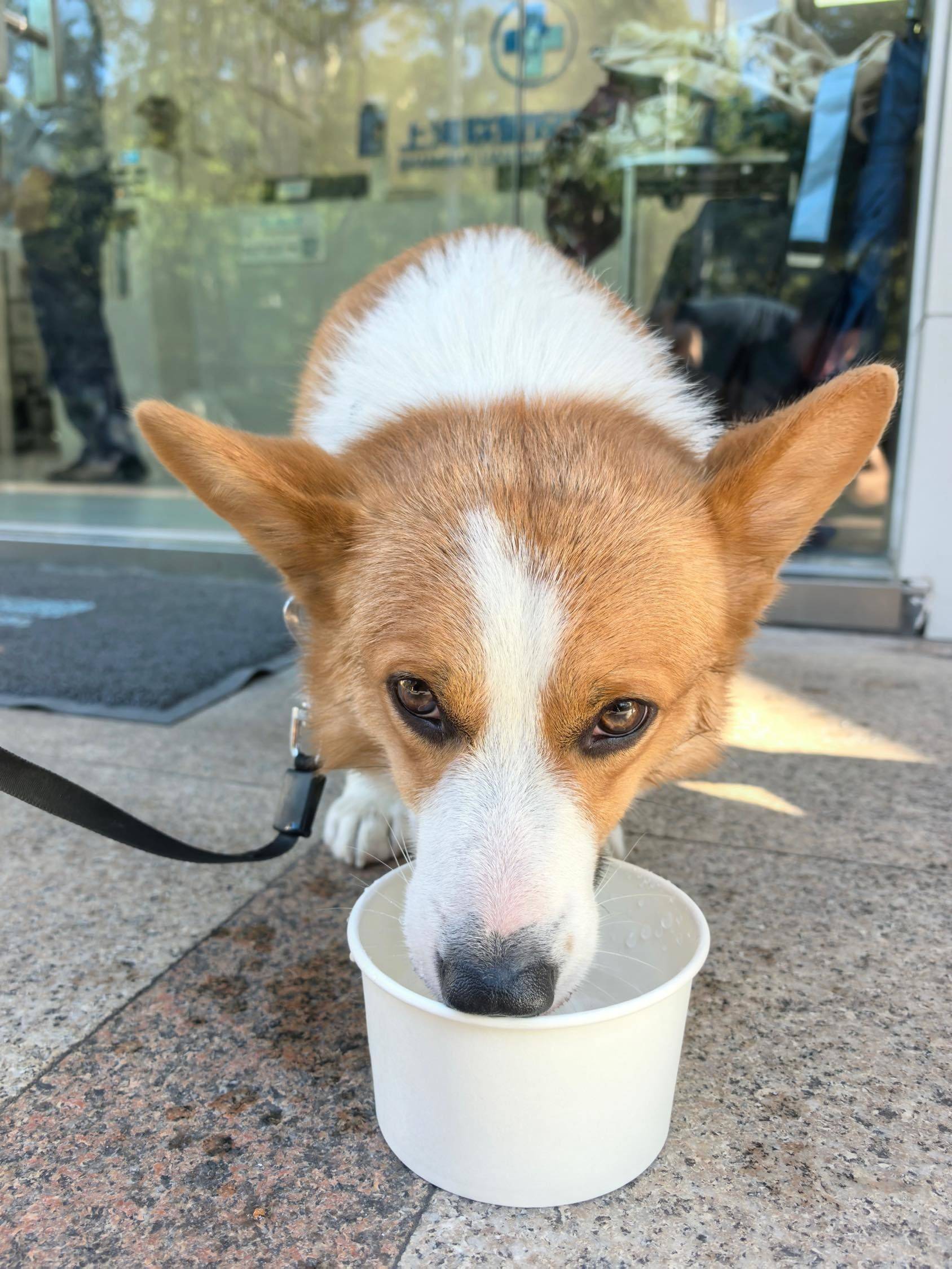 科基找靠谱主人领养 小短腿的幸福时光 _1