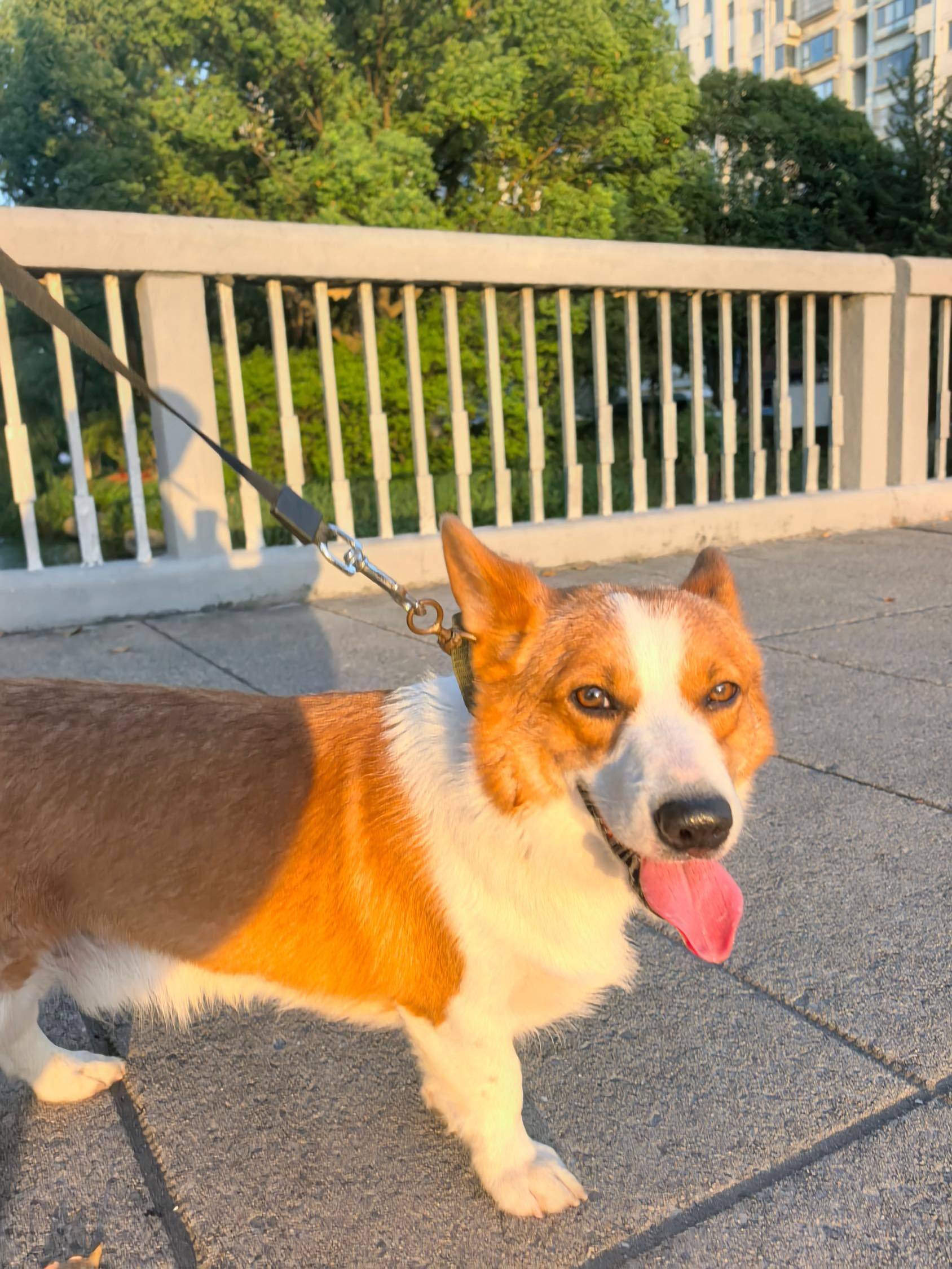 科基找靠谱主人领养 小短腿的幸福时光 _3