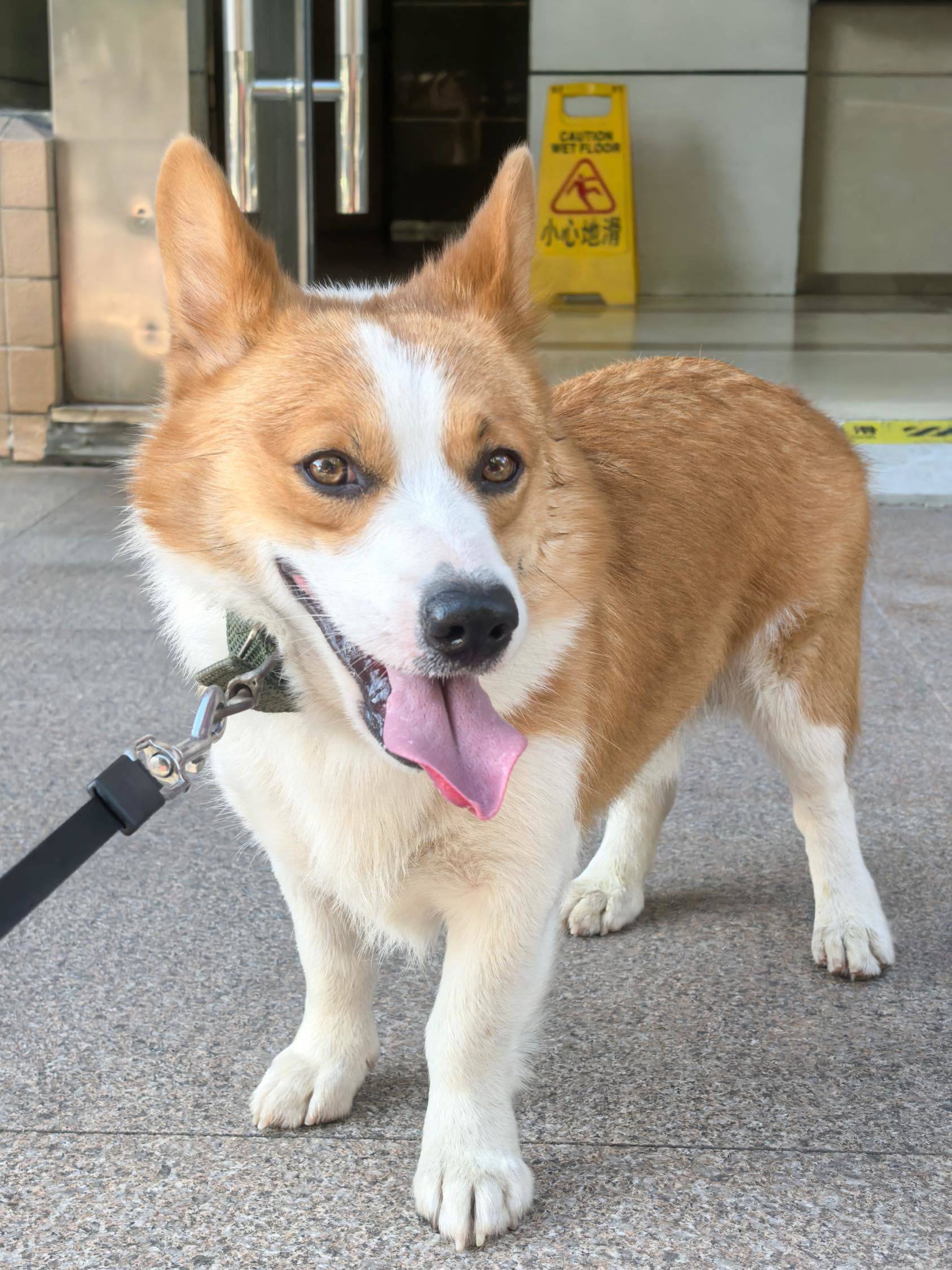 科基找靠谱主人领养 小短腿的幸福时光 _2