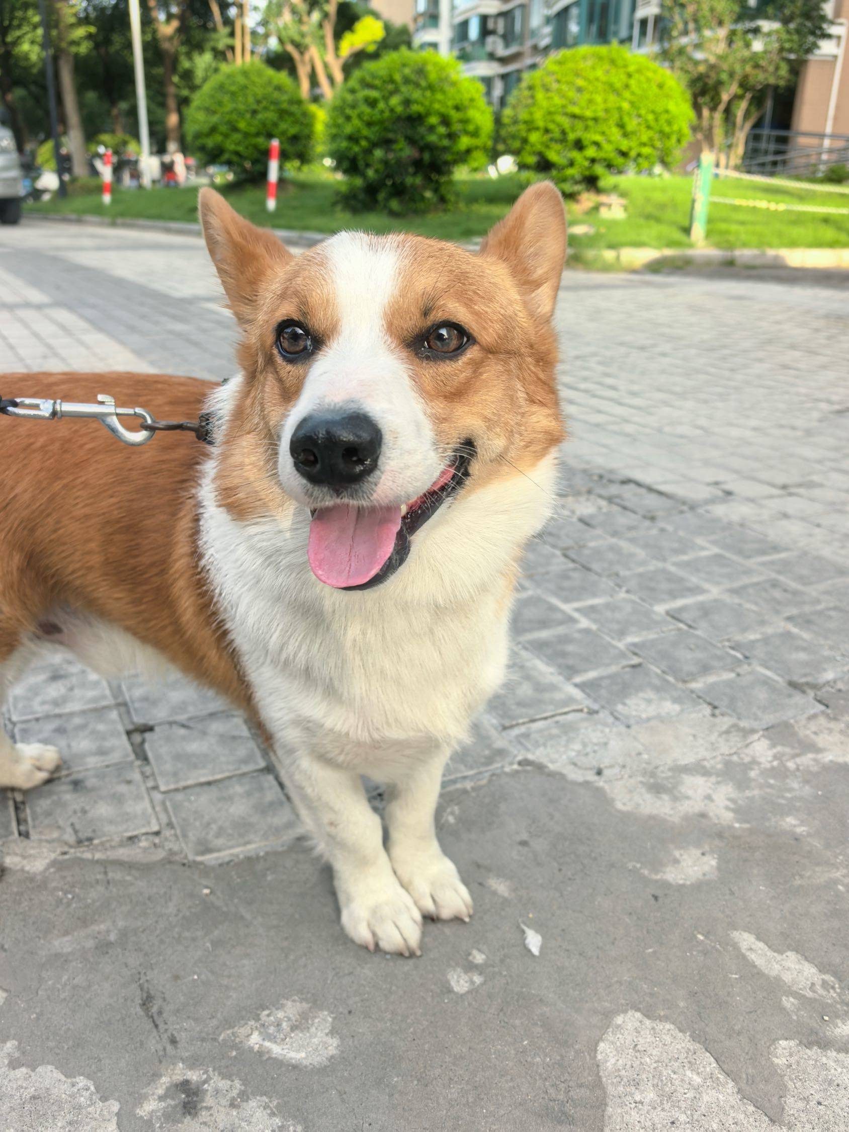 科基找靠谱主人领养 小短腿的幸福时光 