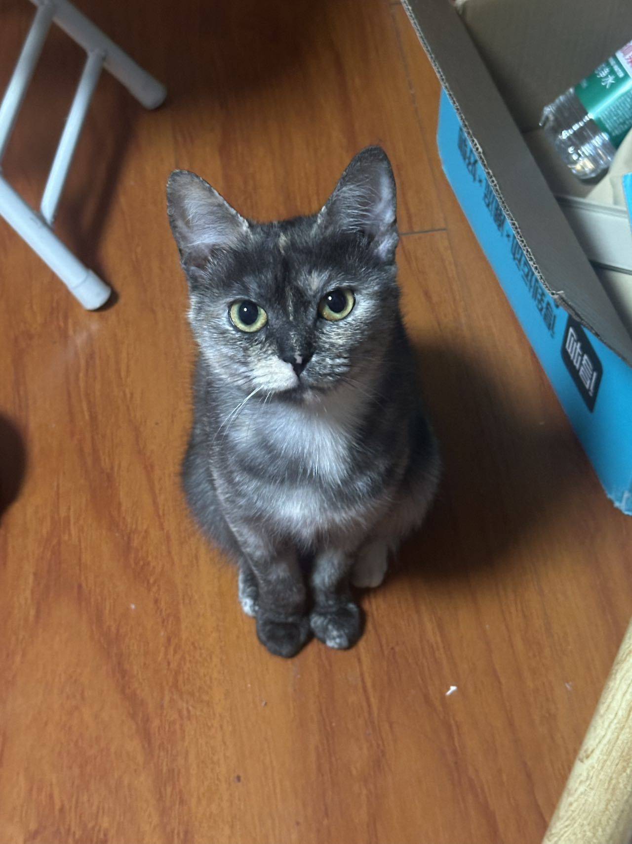 小猫领养～ 1岁了 疫苗啥的都打完了 没_1