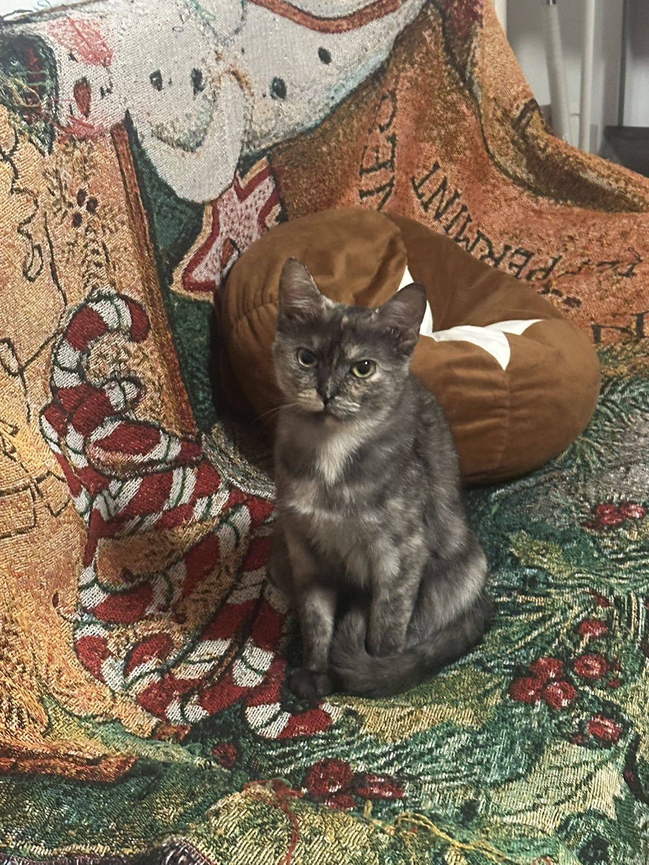 小猫领养～ 1岁了 疫苗啥的都打完了 没