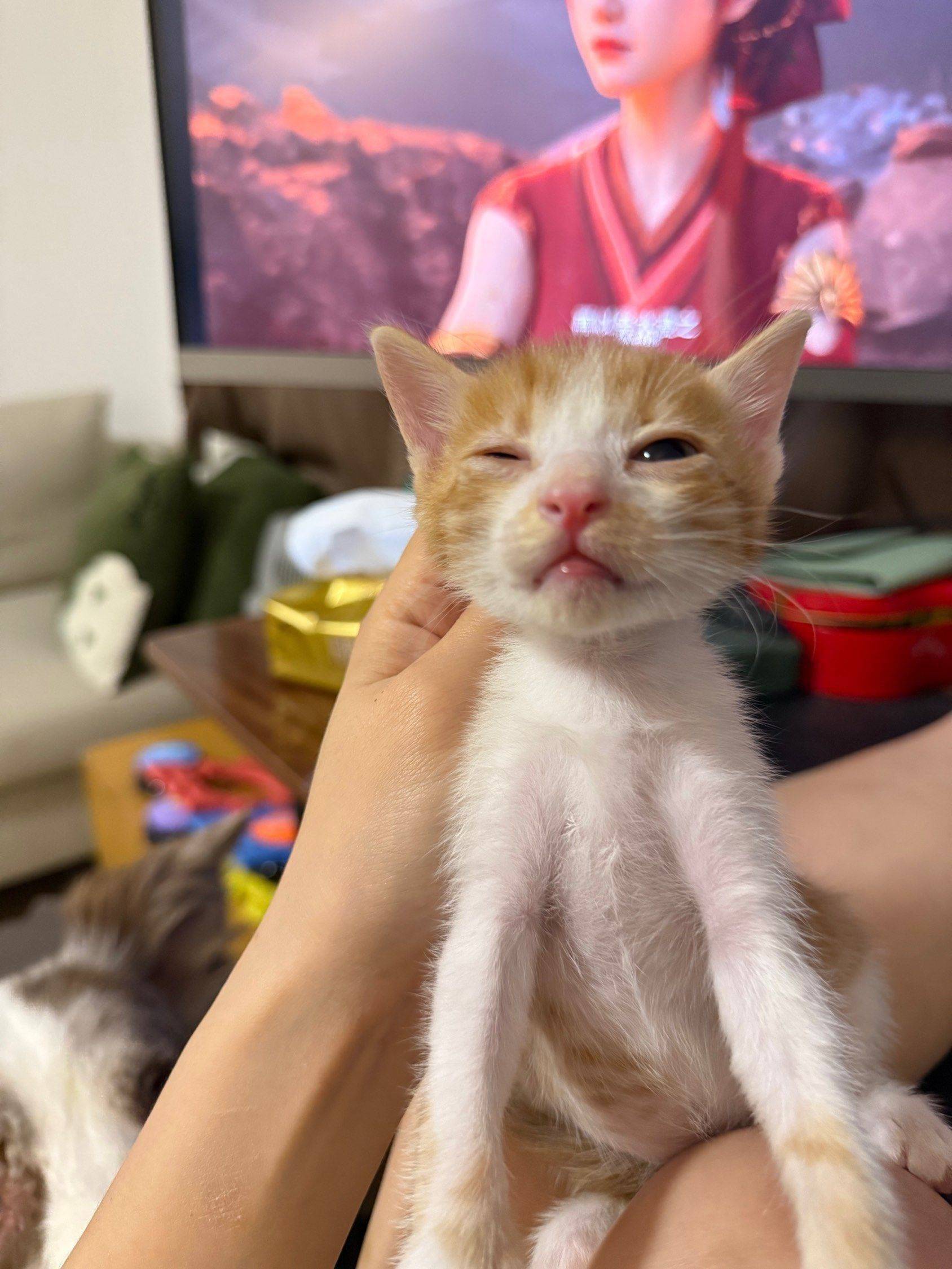 百分百鸡翅包饭！上海橘猫领养免费