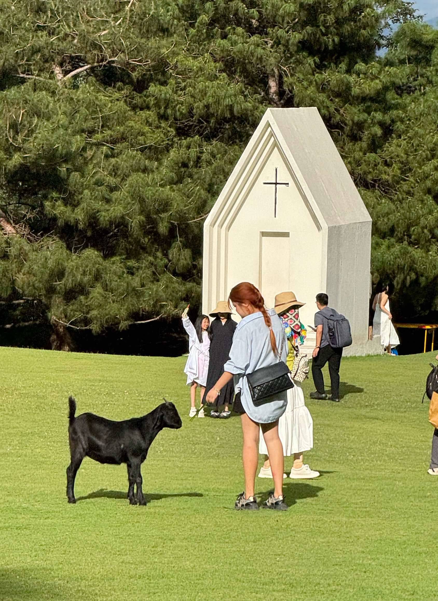小肥羊小肥牛_1
