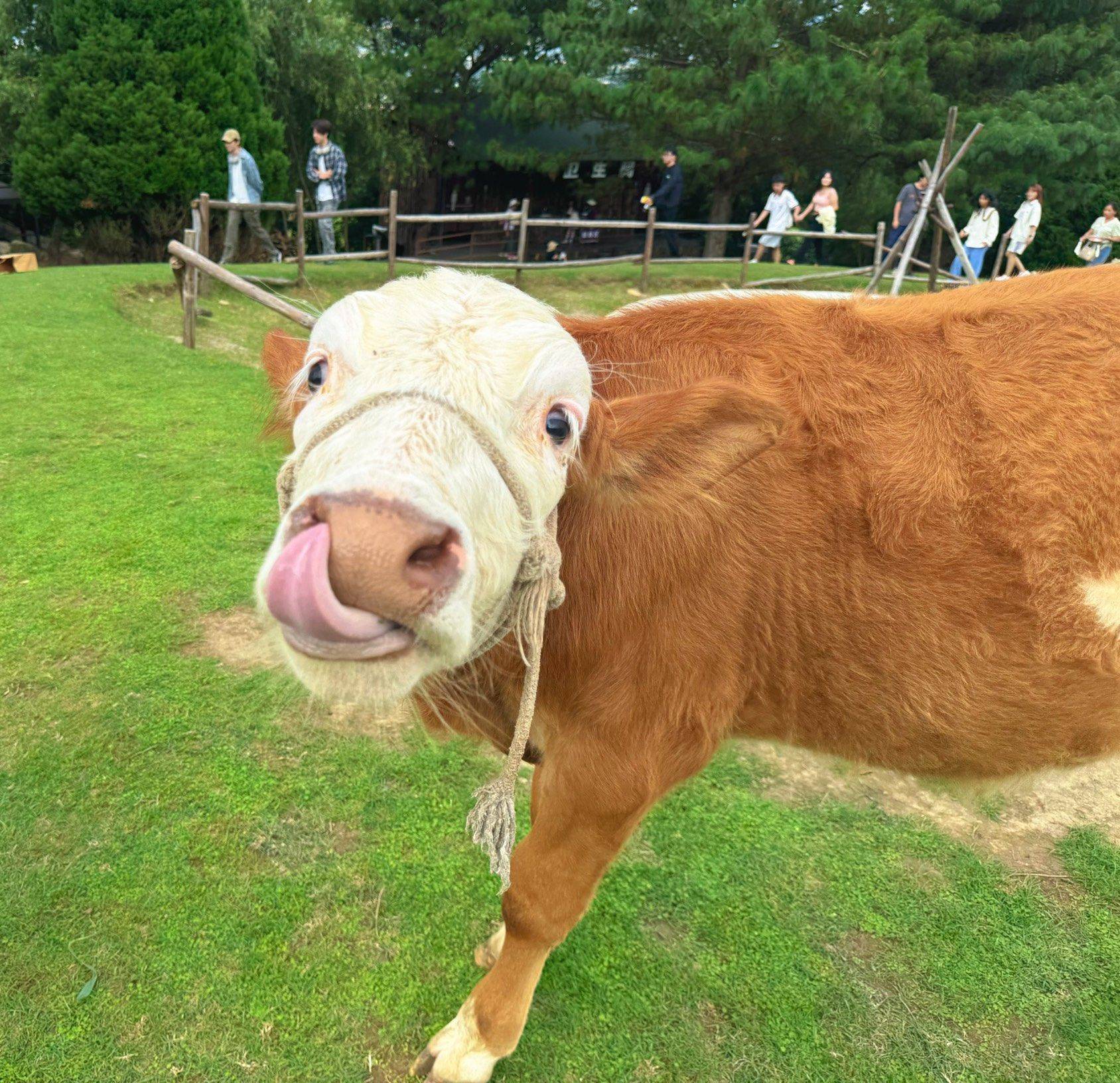 小肥羊小肥牛_2