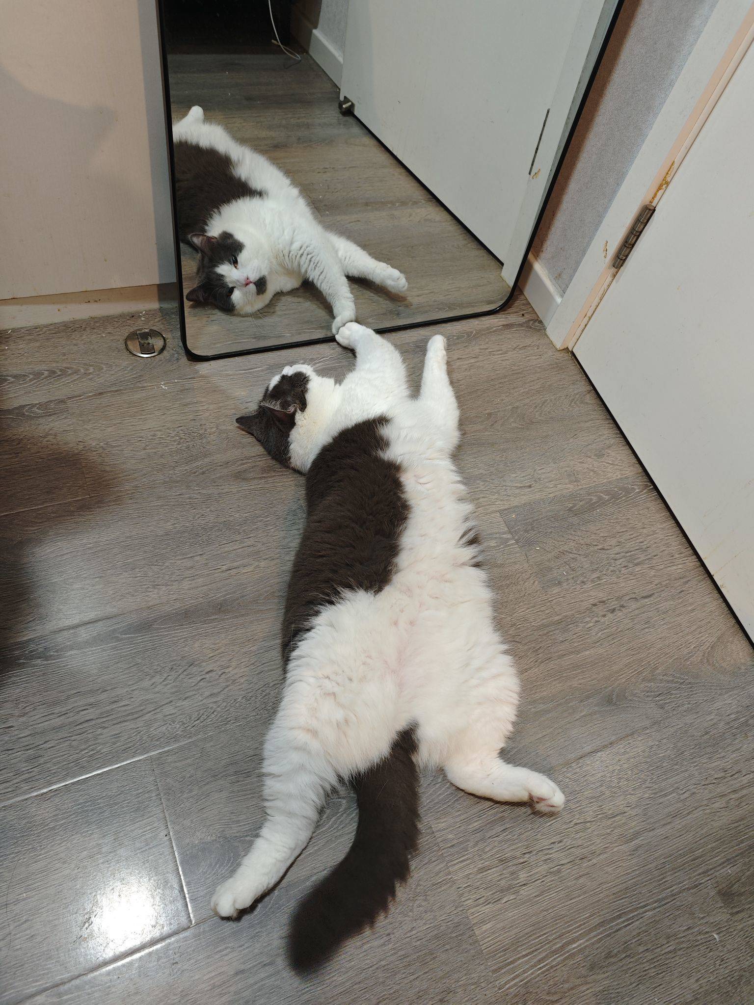 英短猫咪领养