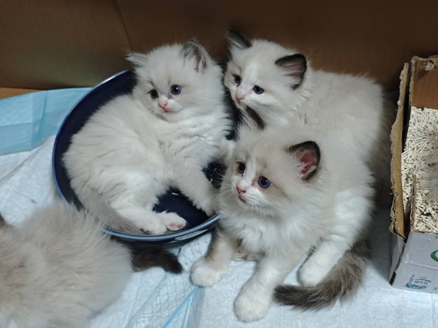 可爱小猫咪找主人