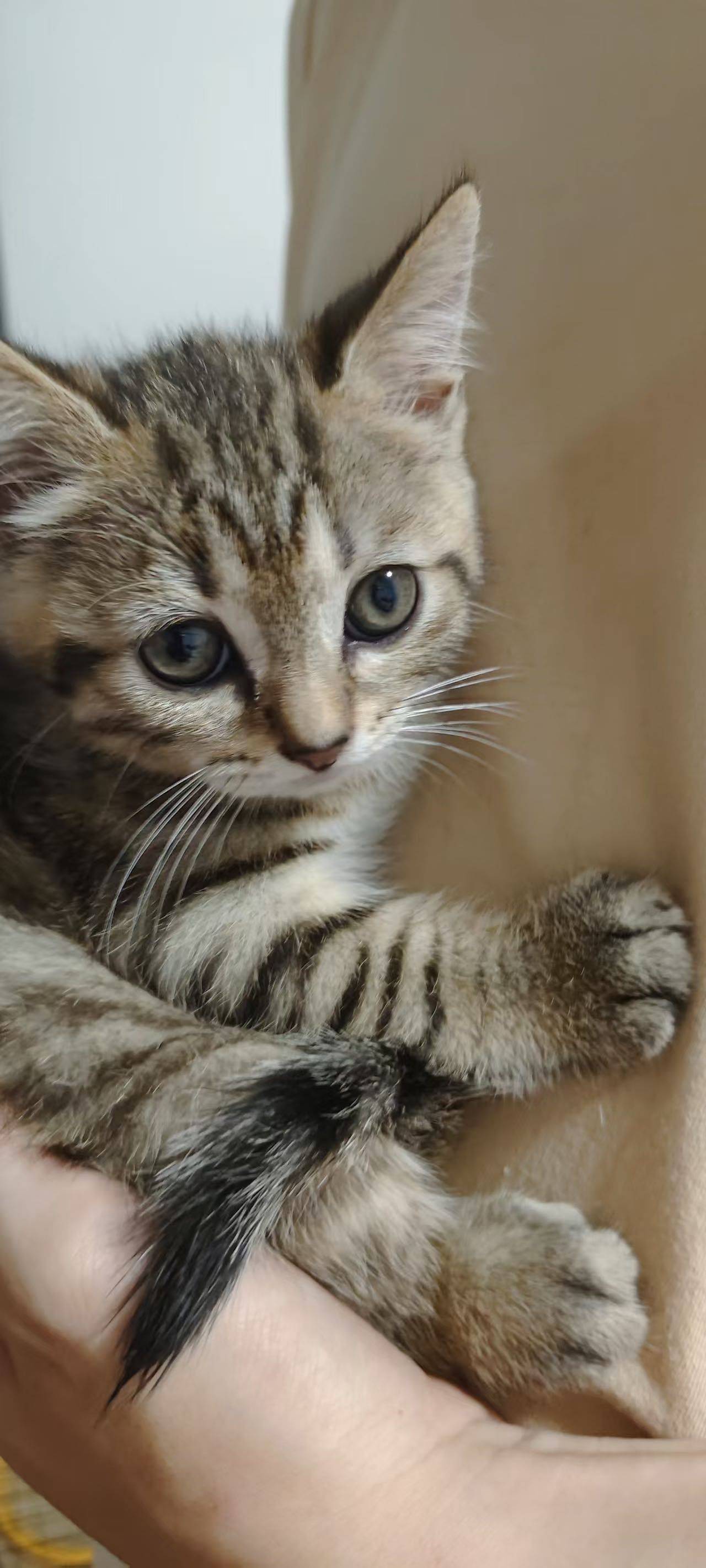 小猫咪找妈妈