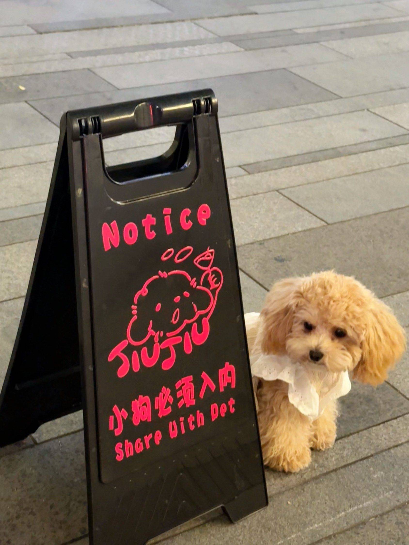 小狗必须入内