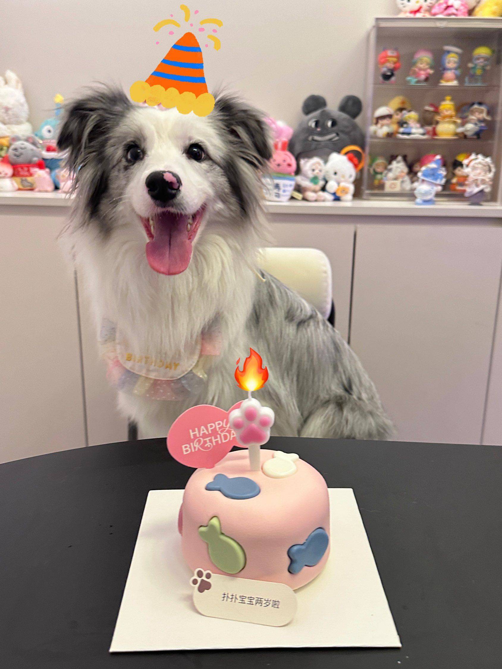 放一个过生日的小狗 吸引更多小狗