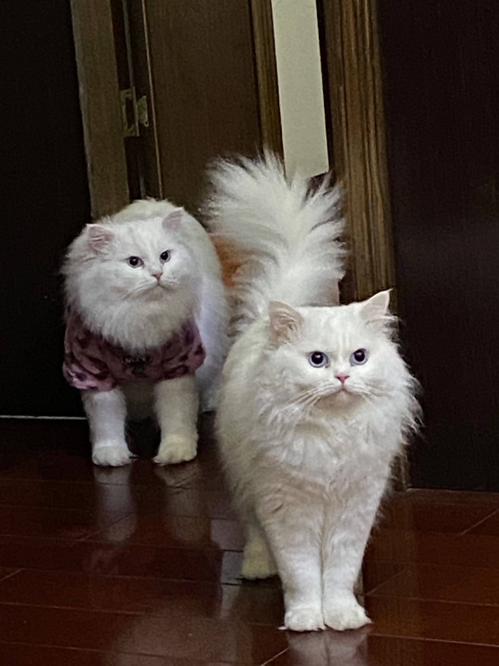 蹲室友