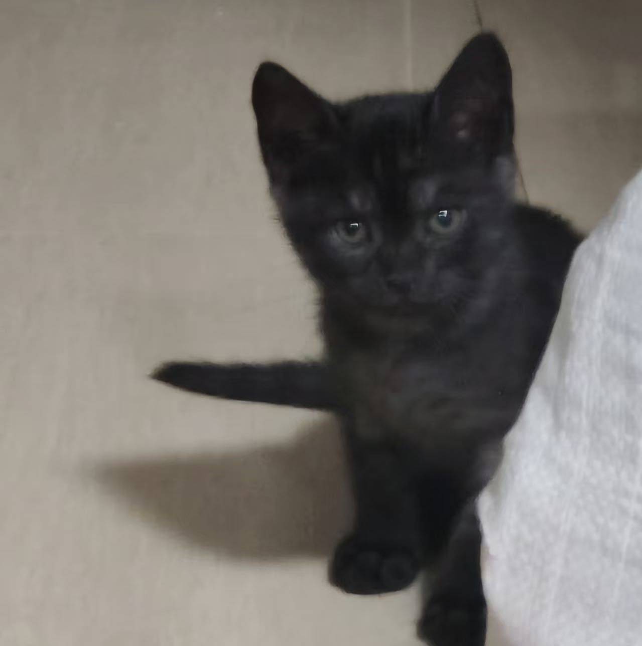 纯黑英短、玄猫