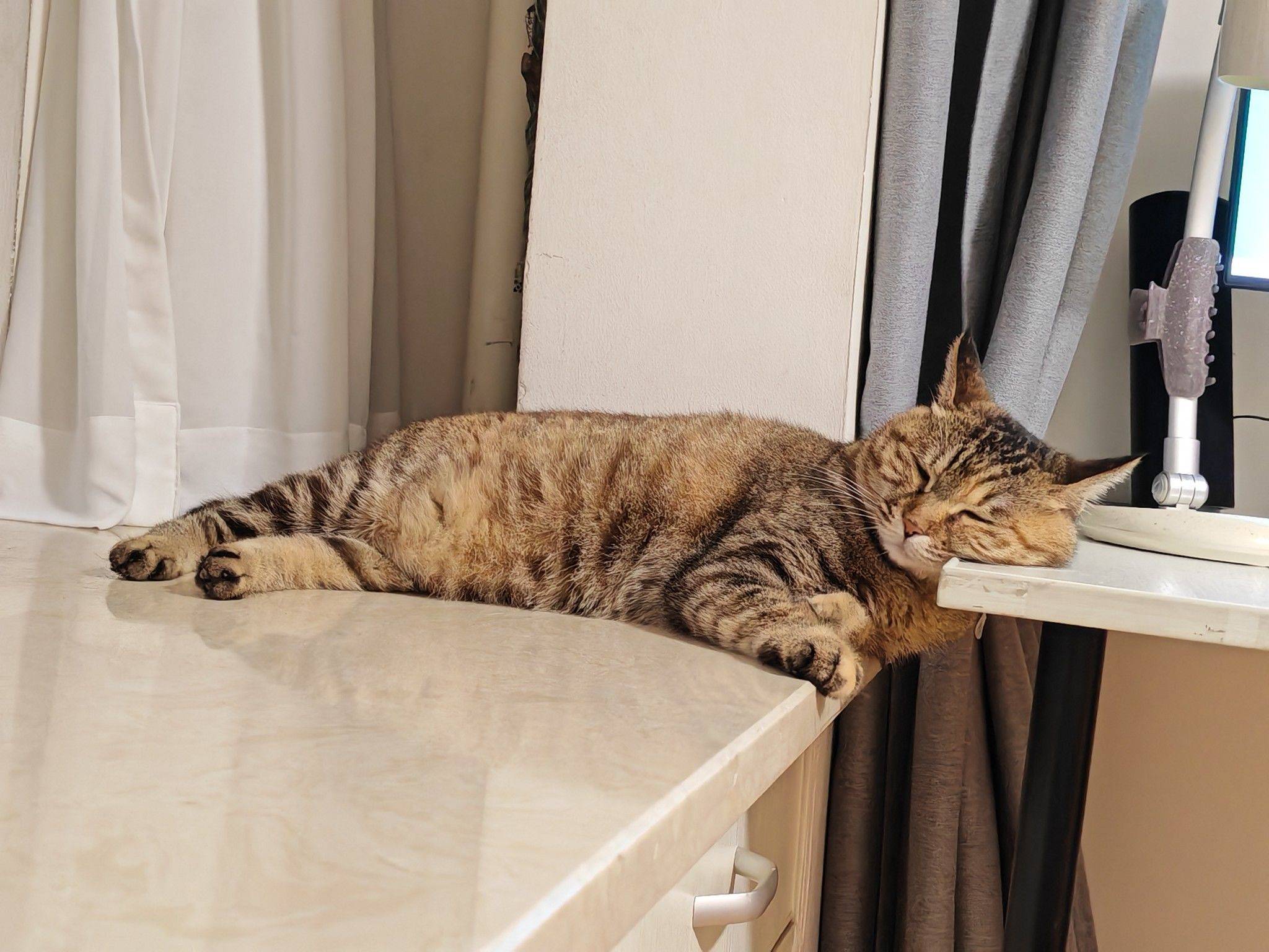 为什么小猫都喜欢枕着桌角睡觉，哈哈哈哈哈