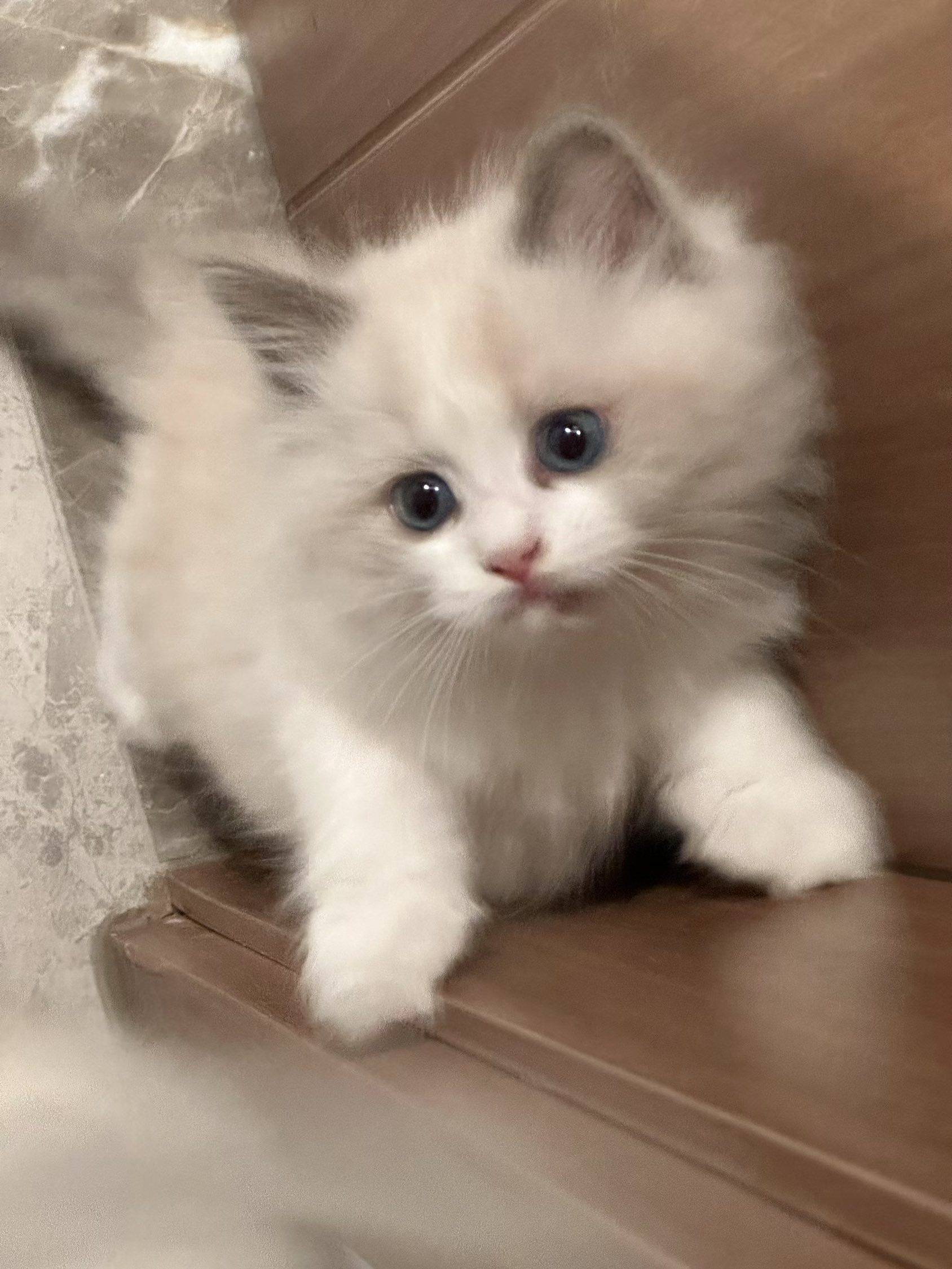 小猫  我家萌宠最可爱   62天的