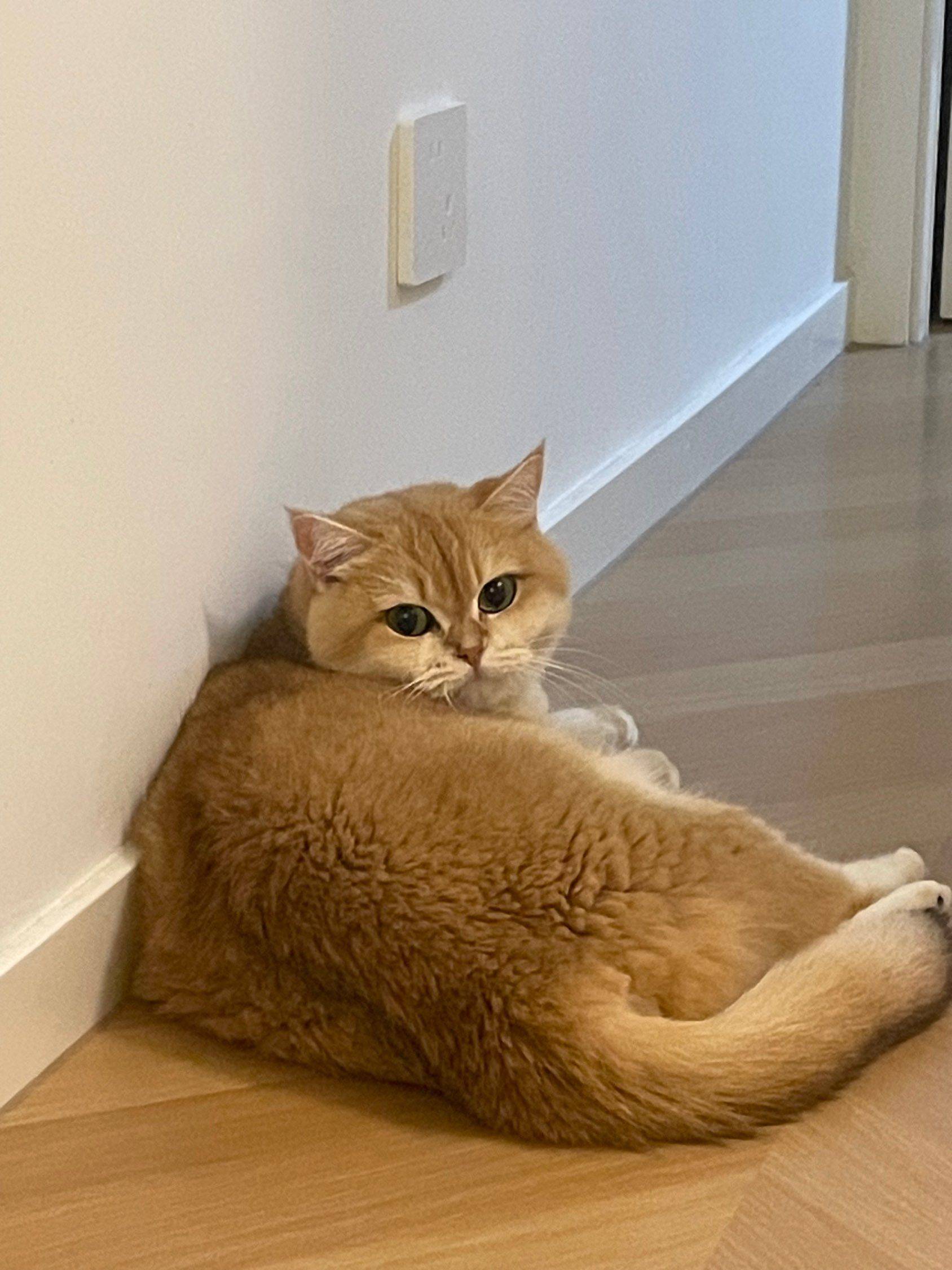 上海体育馆找室友