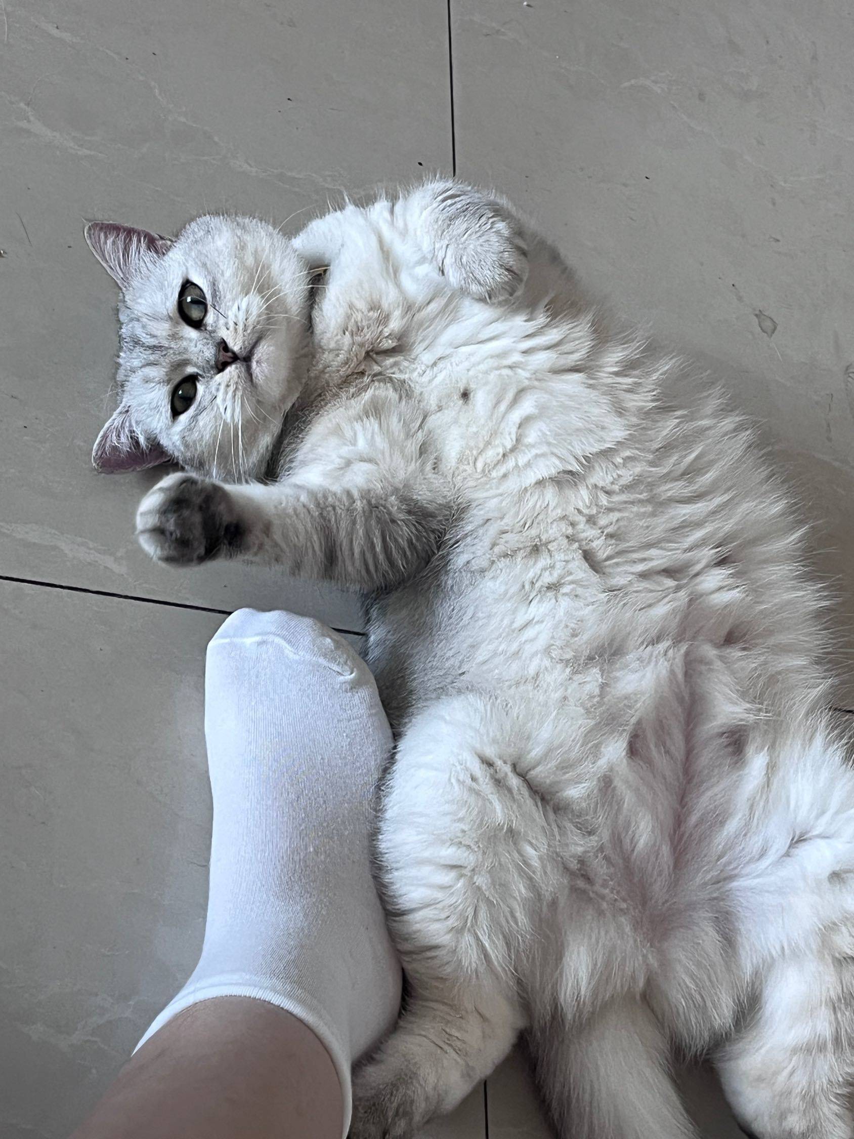 勾引一下你 你会上当吗猫咪 