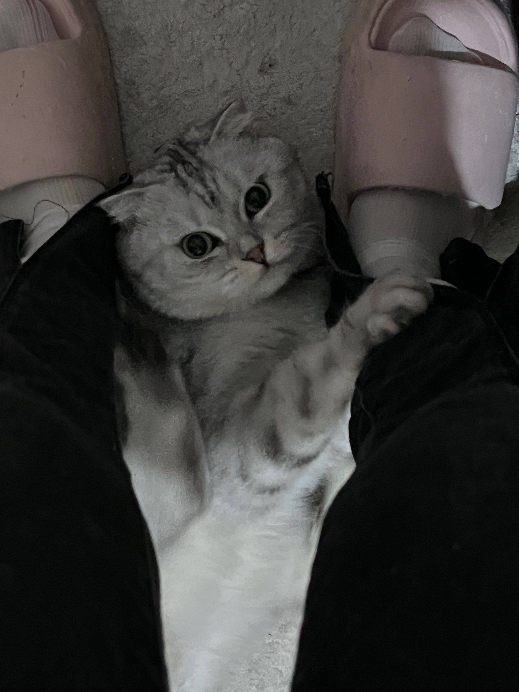 勾引一下你 你会上当吗猫咪 _2