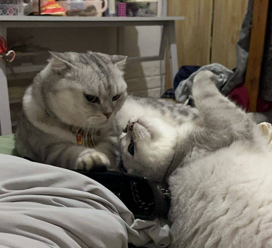 勾引一下你 你会上当吗猫咪 _1