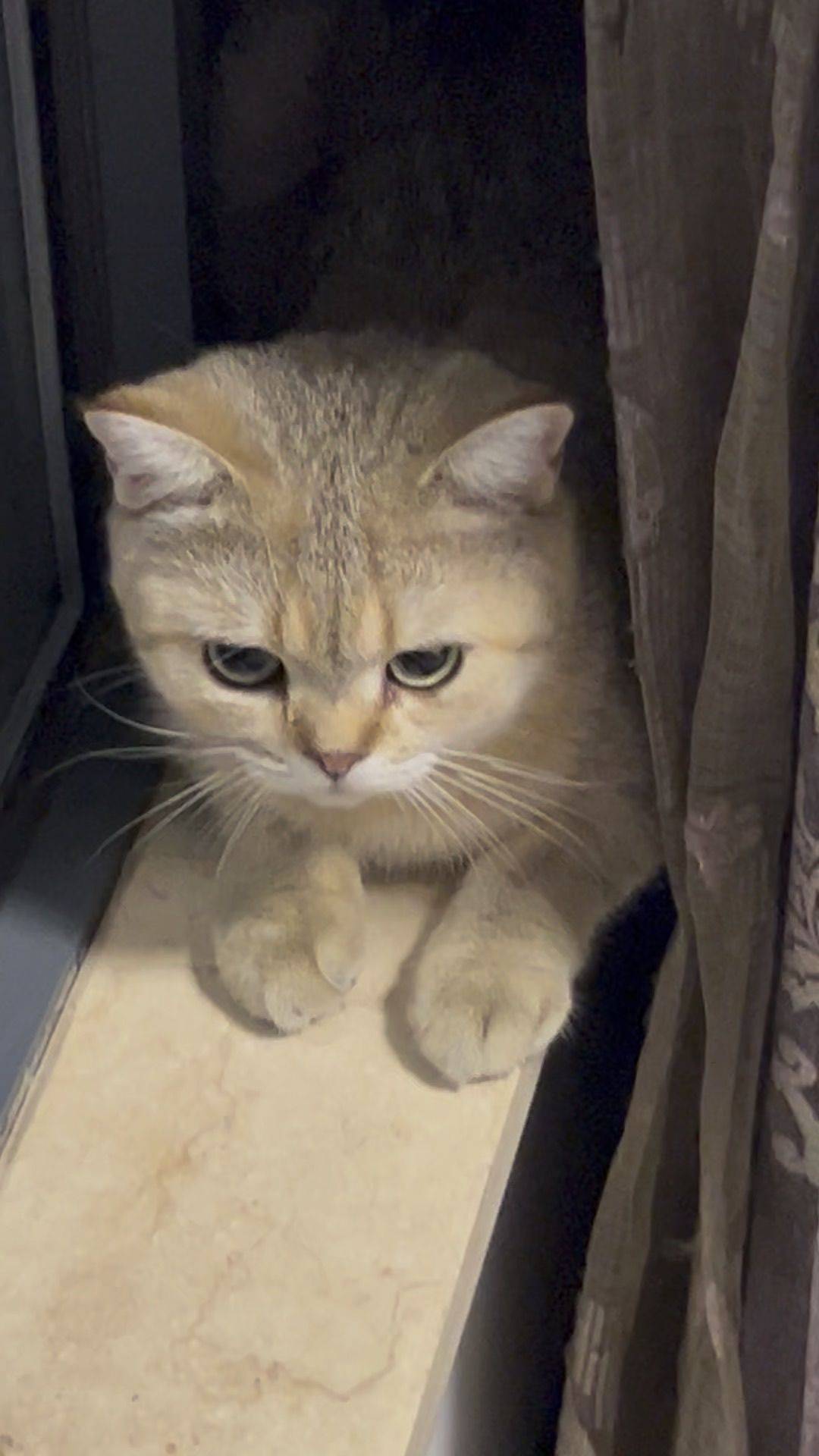 （最后还撒娇了）一只呆呆猫🤣