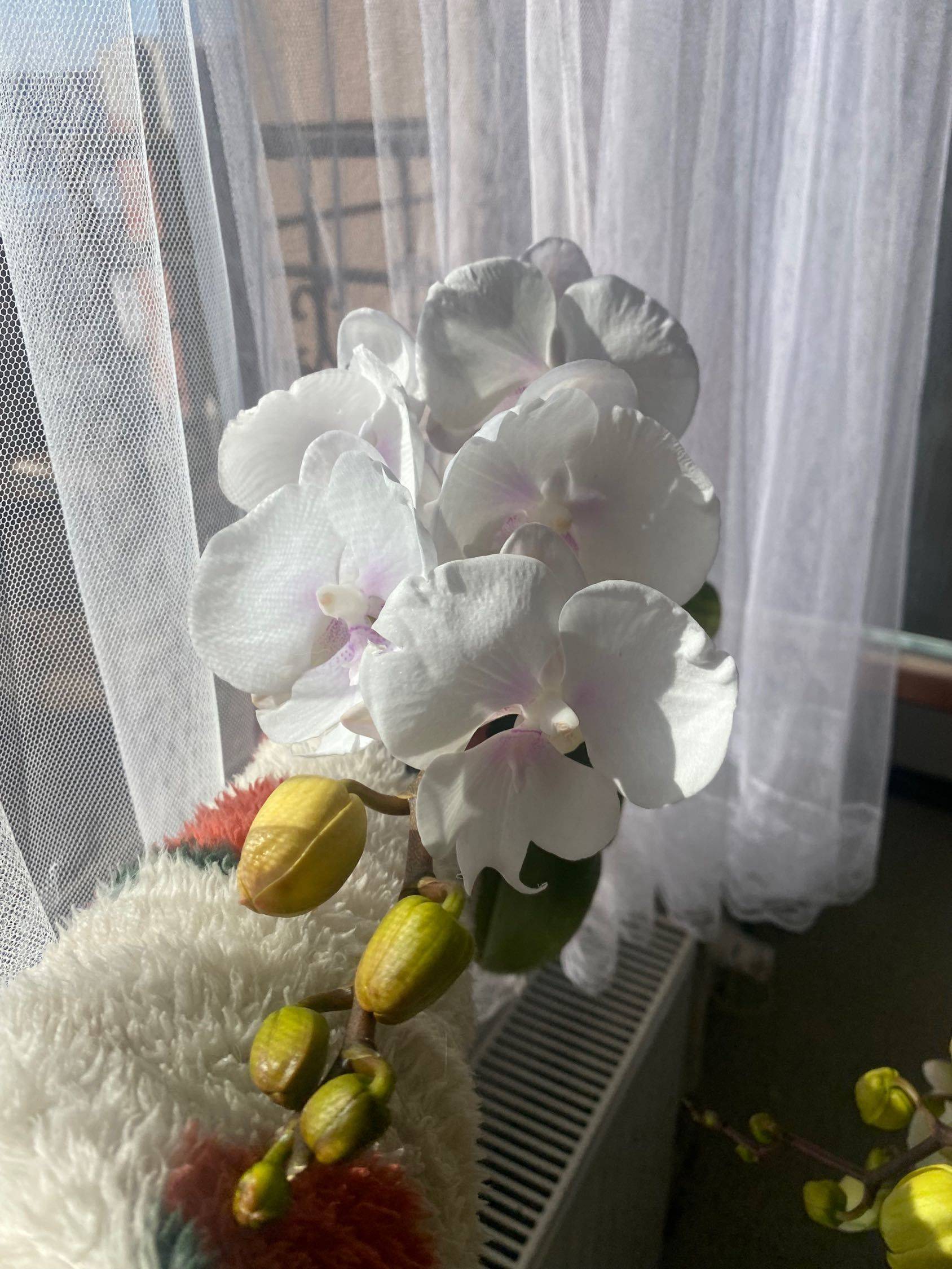 天津武清大光明招合租室友