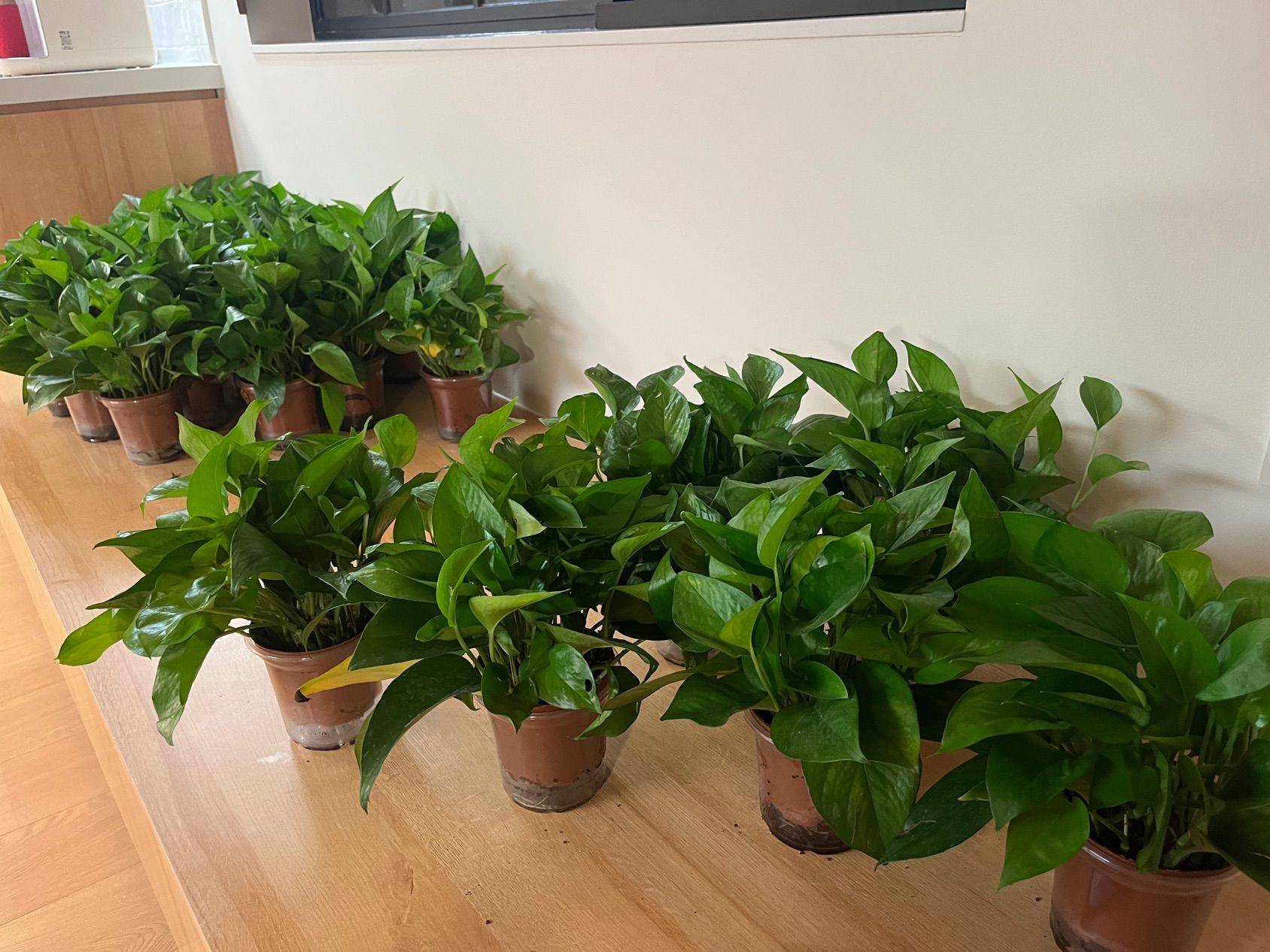 上海市区绿萝自取