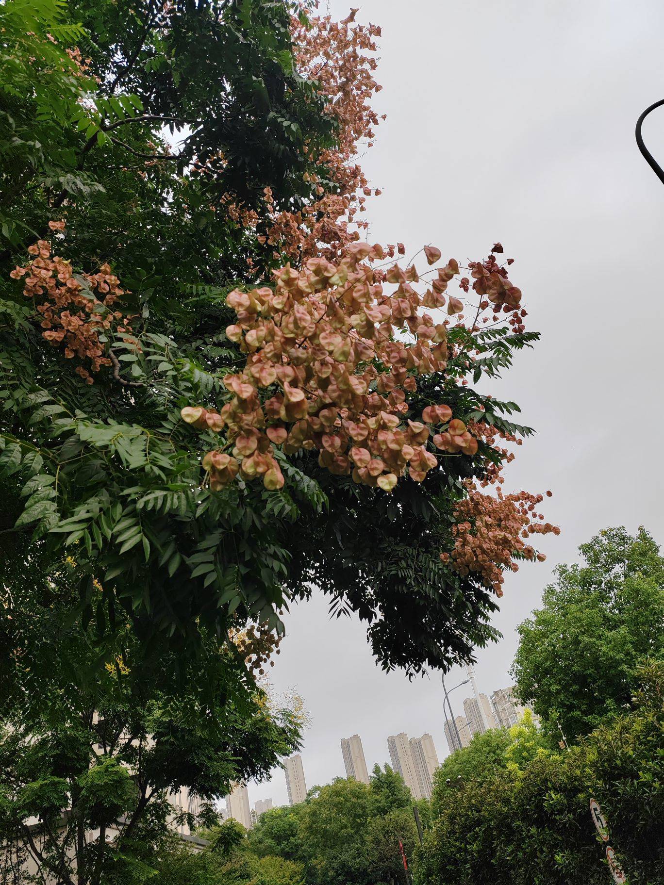 请问这是什么花？ 漫步大自然  秋意