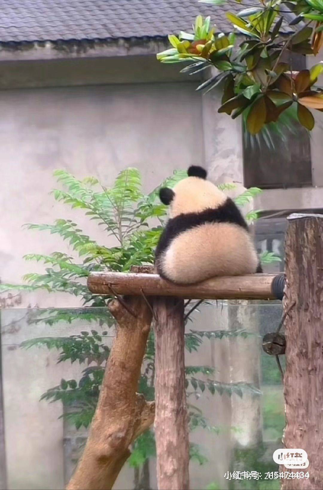 北京国贸四大找室友