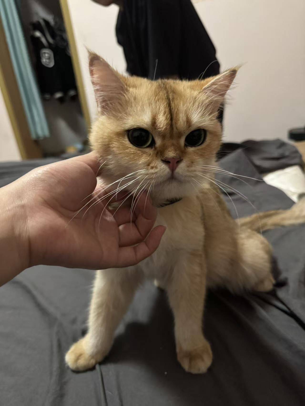 超乖，母猫，求领养 金渐层 _3