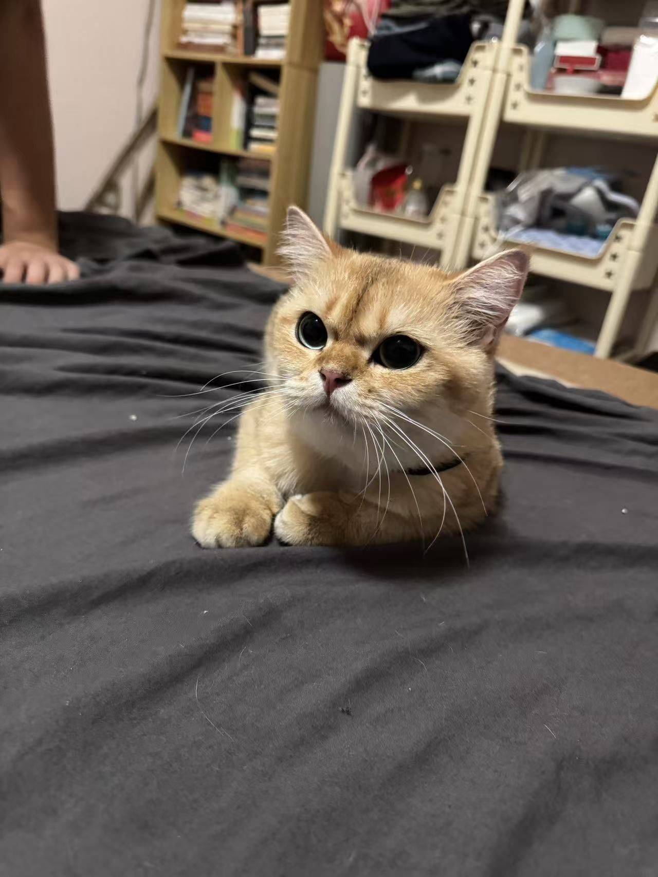 超乖，母猫，求领养 金渐层 