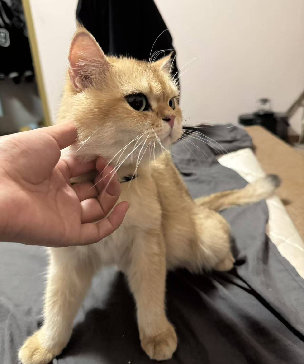 超乖，母猫，求领养 金渐层 _2