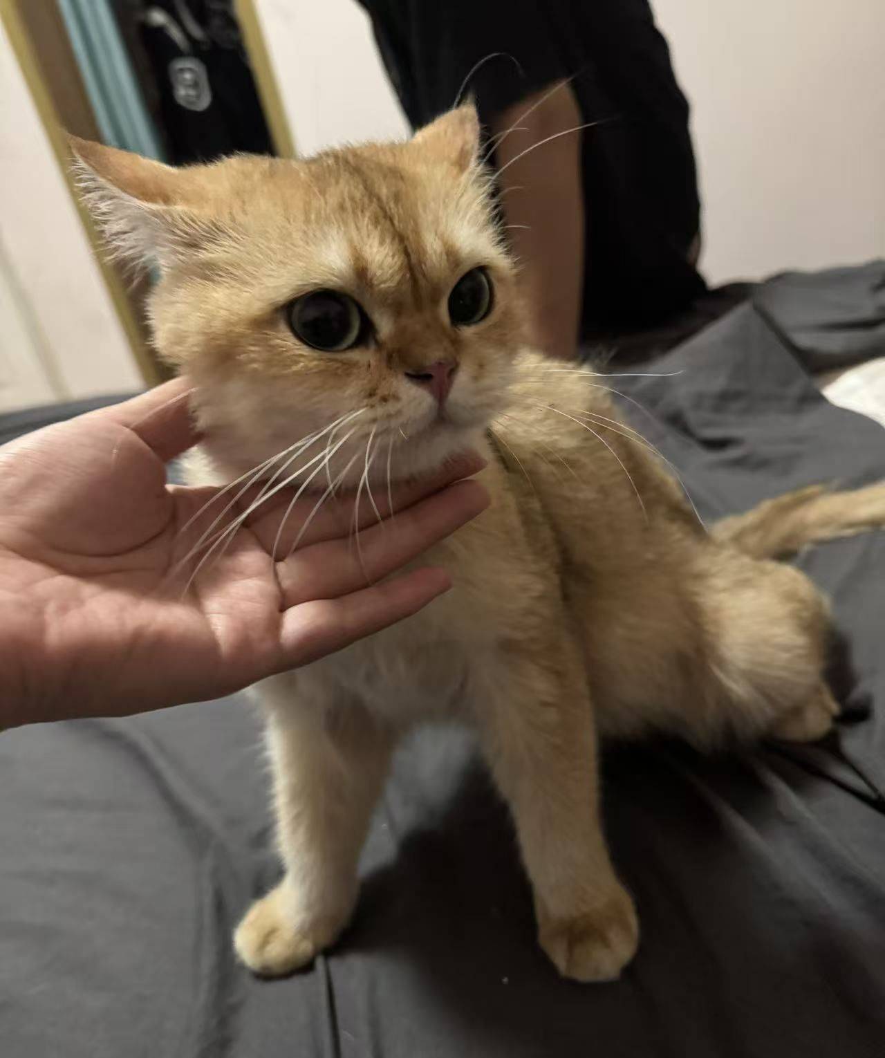 超乖，母猫，求领养 金渐层 _1