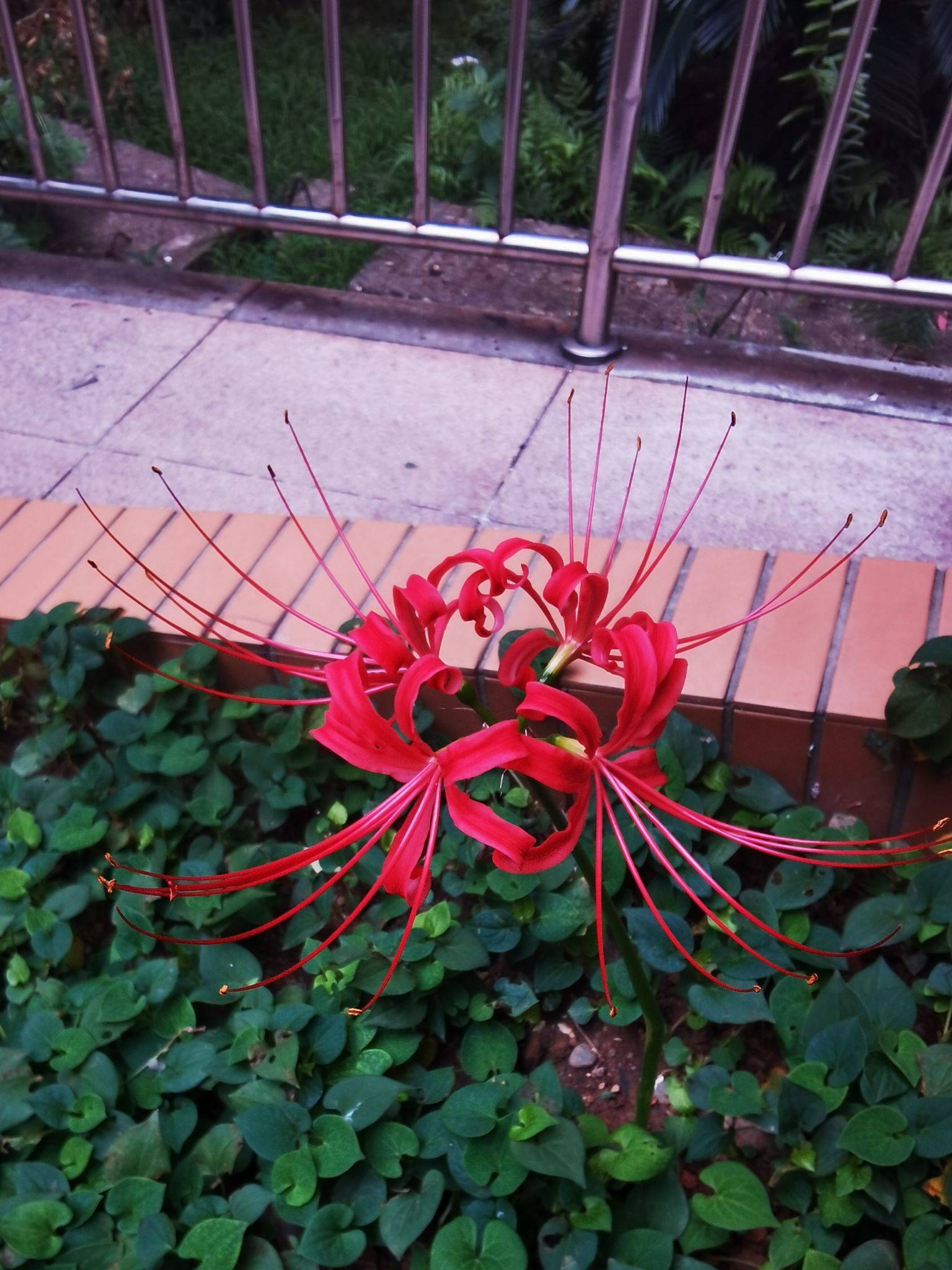  彼岸花 这是个啥花啊，咋也不知道啊，