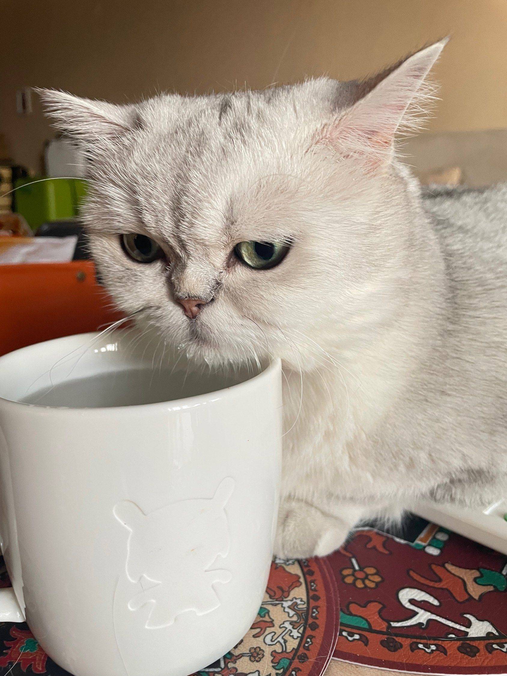 喜欢小猫的室友有没有？