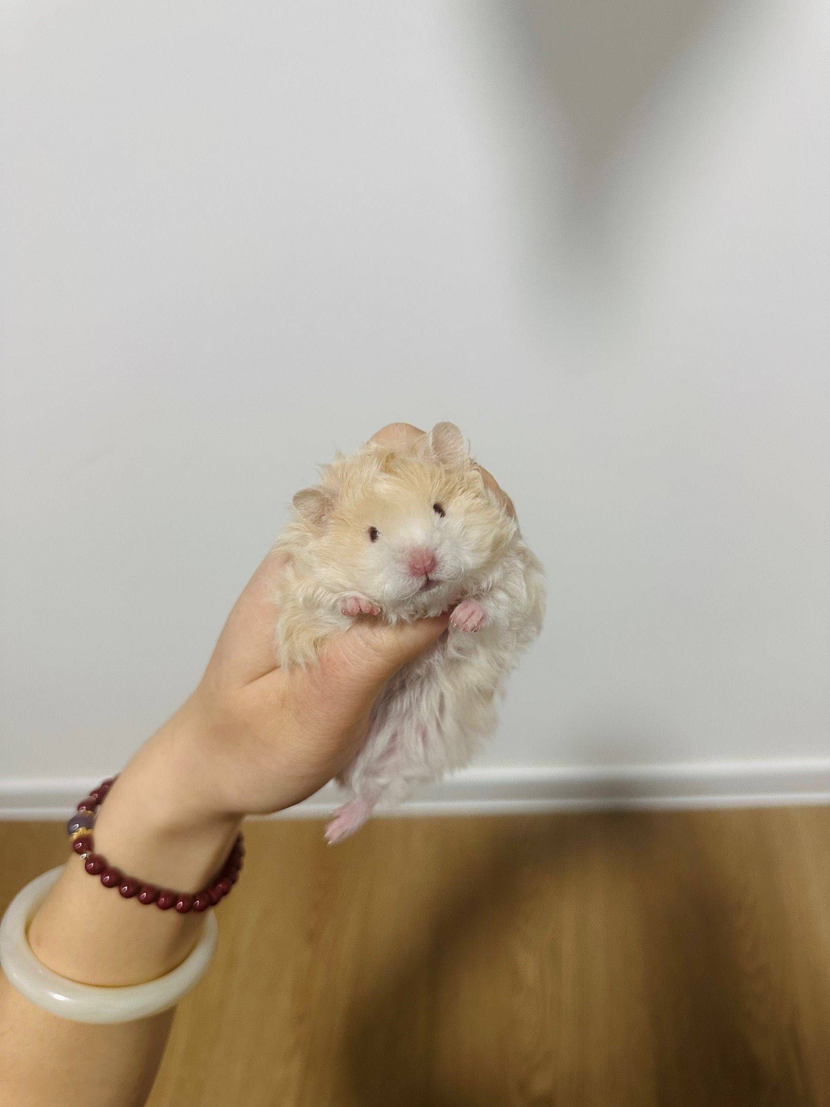 自家养金丝熊，极品卷毛蜜波利弟弟、目前还