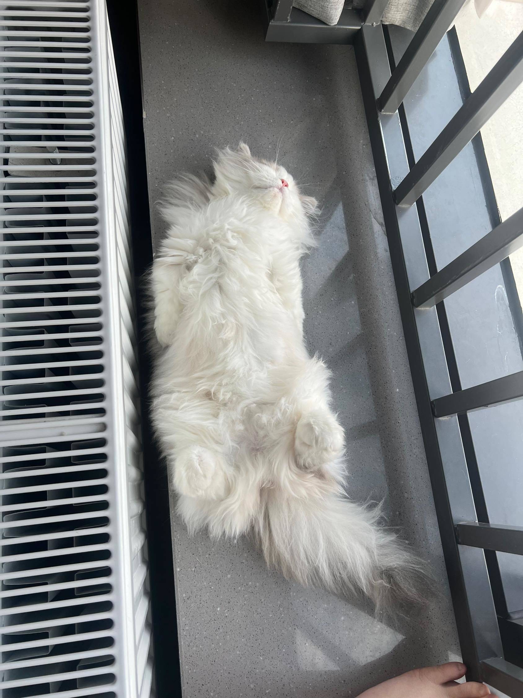 享受当下  猫咪  躺平  毛茸_1