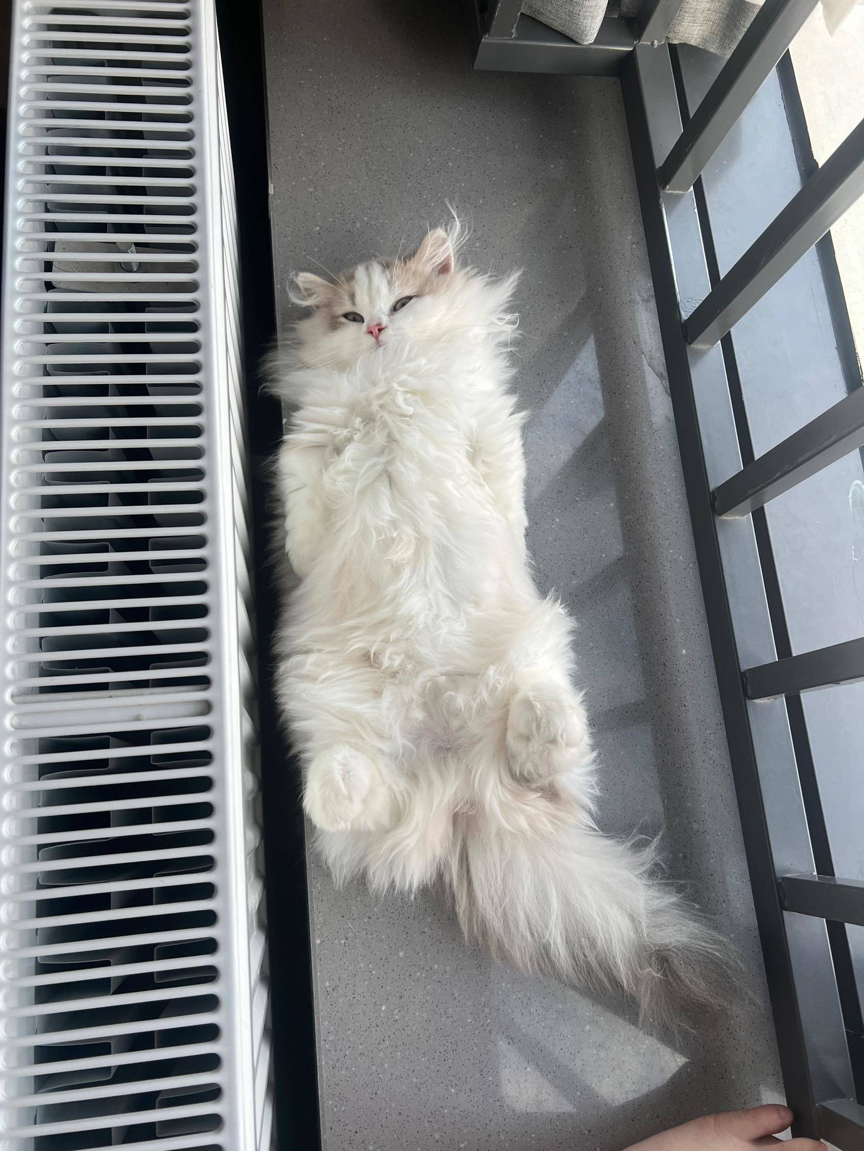 享受当下  猫咪  躺平  毛茸