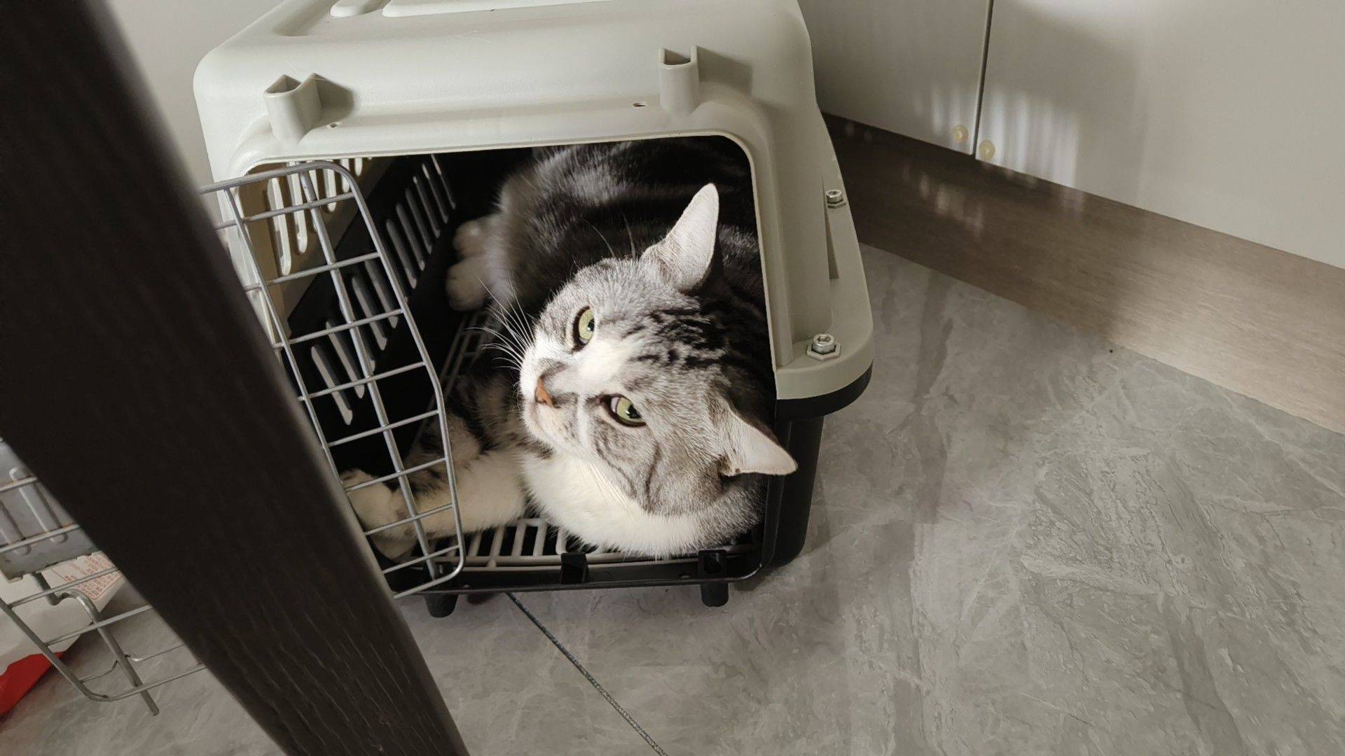  猫猫咪 咪求领养 我家萌宠最可爱 