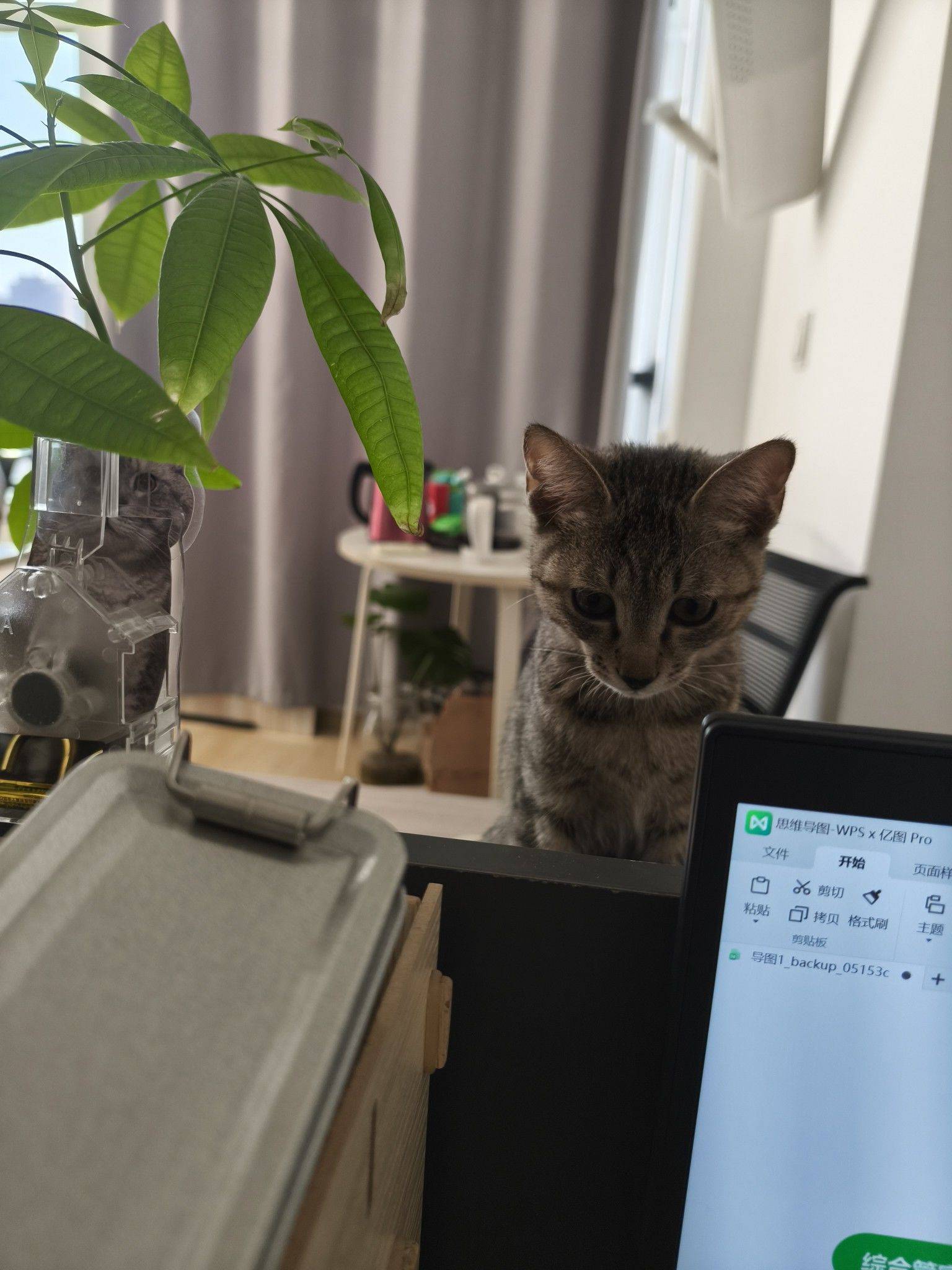 武汉小狸花猫找领养_2