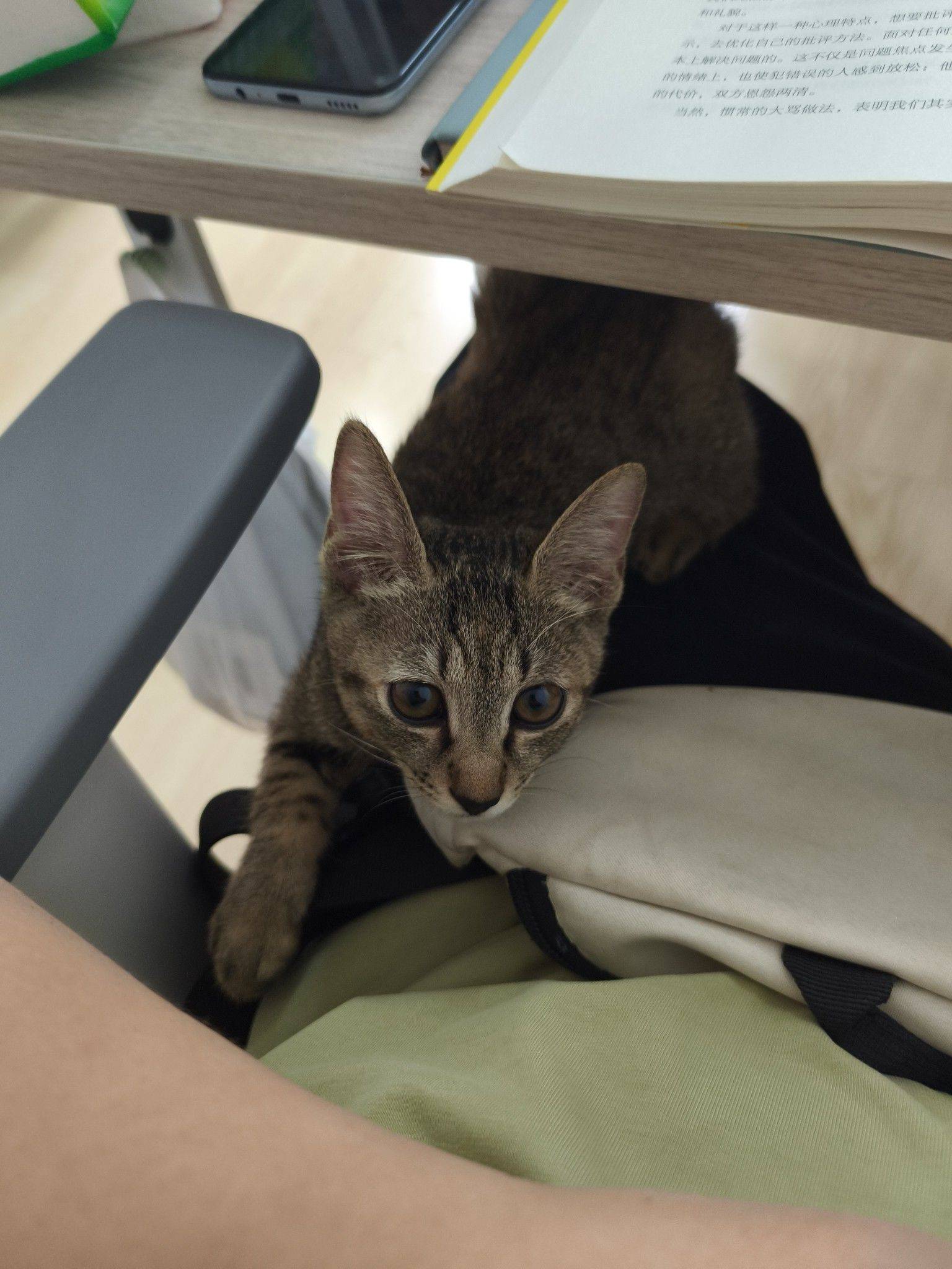 武汉小狸花猫找领养_3