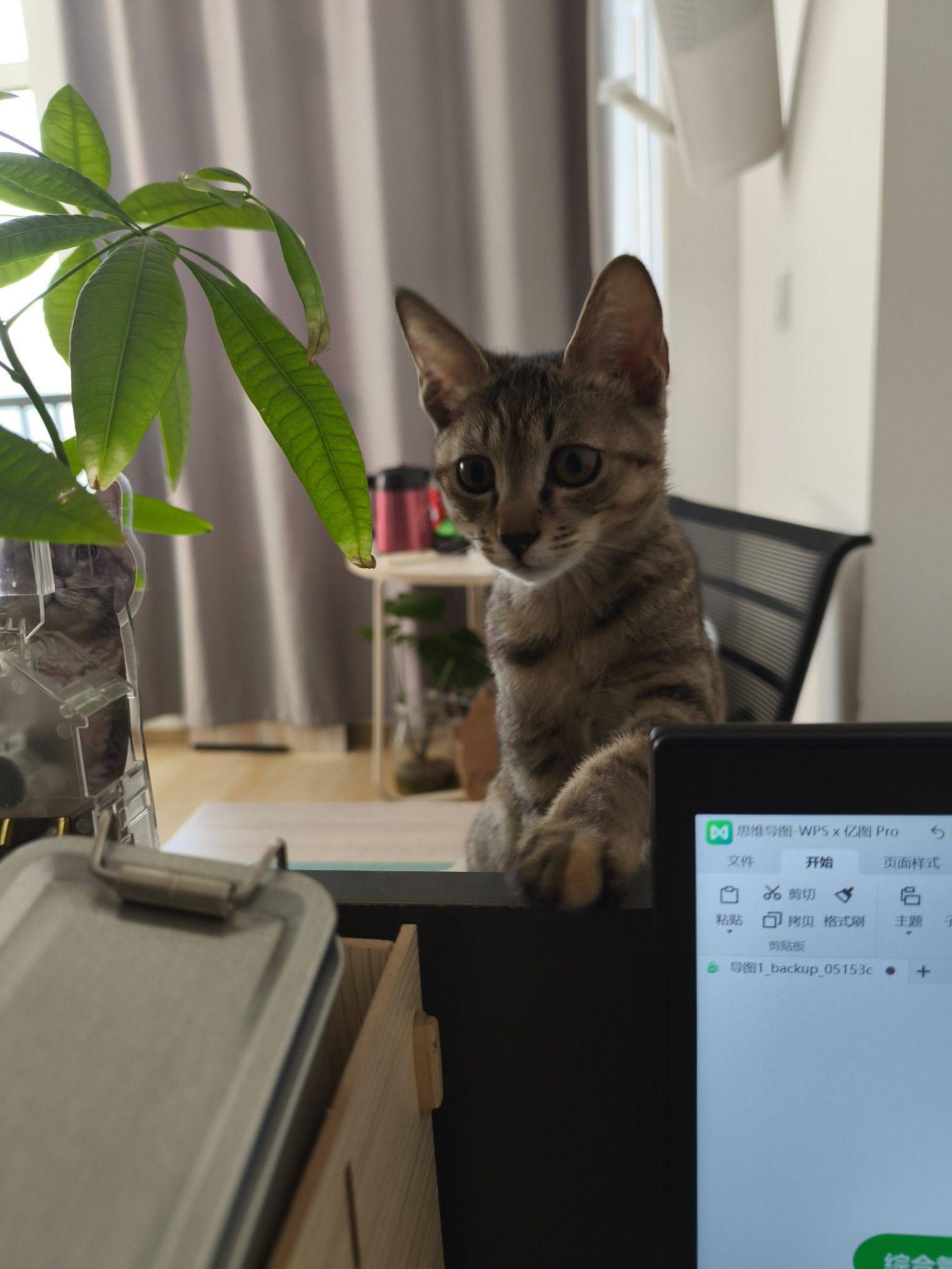 武汉小狸花猫找领养